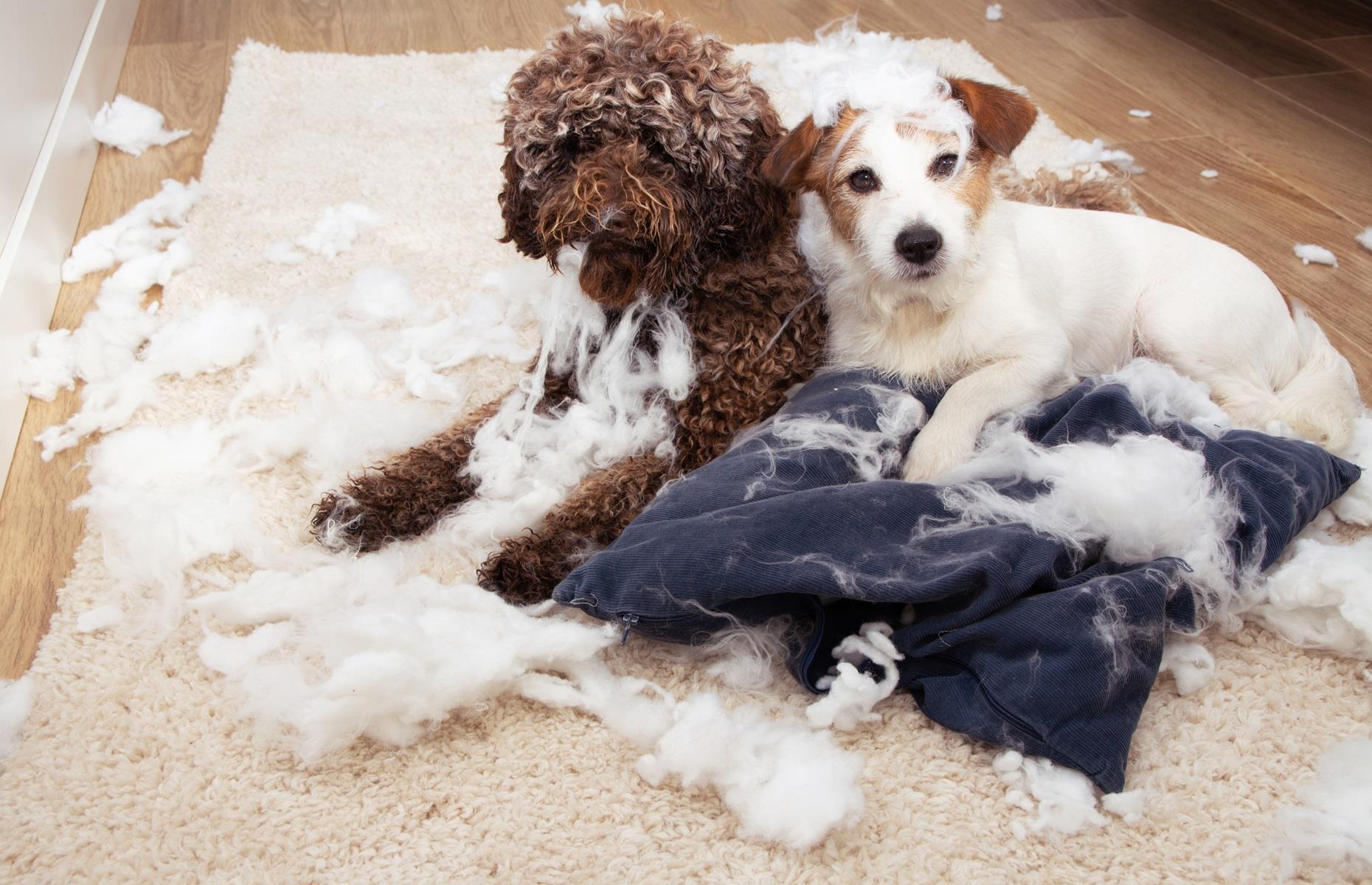 Hidden household dangers that could cause your pets harm
