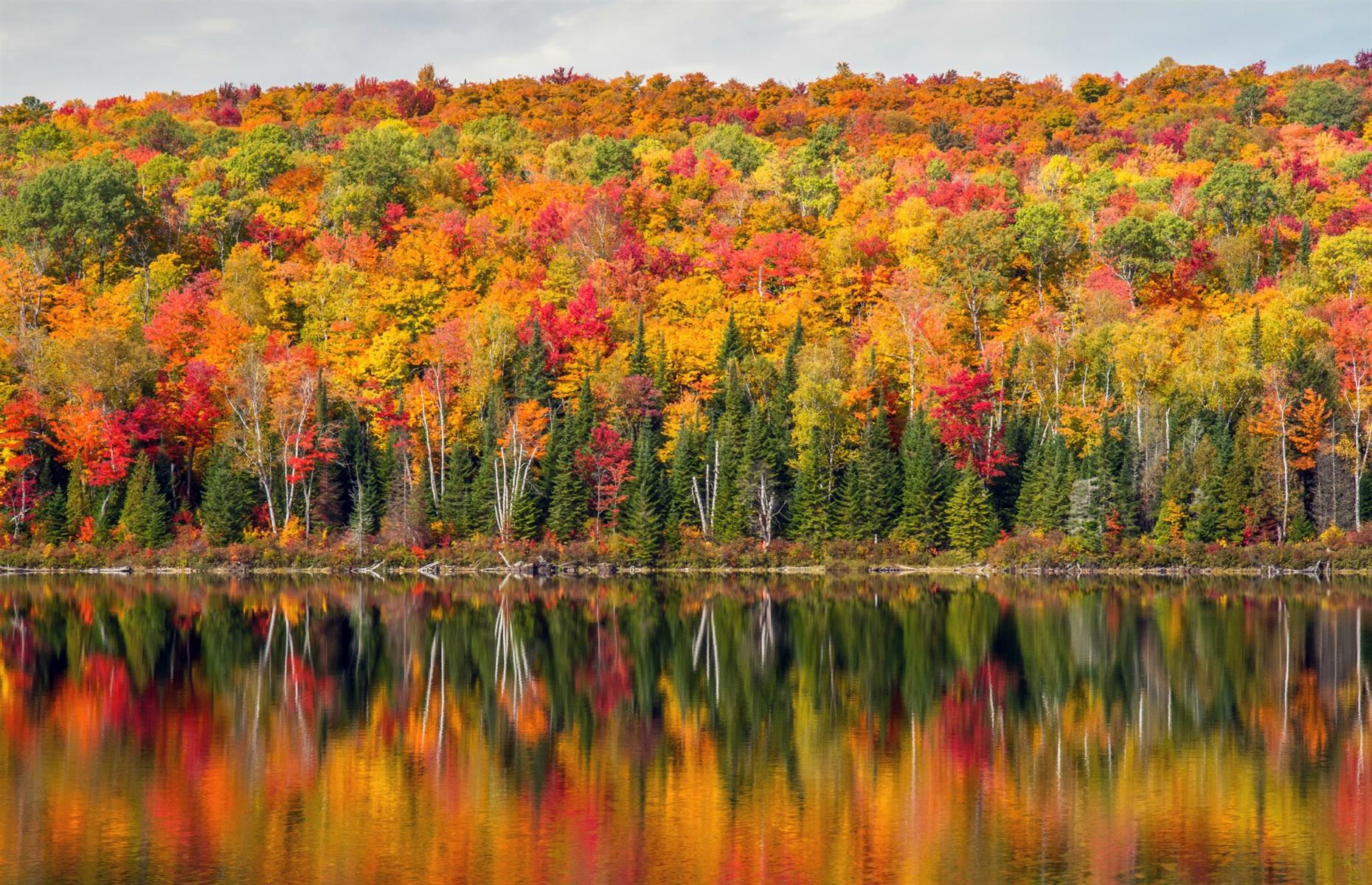 Maple trees, Quebec