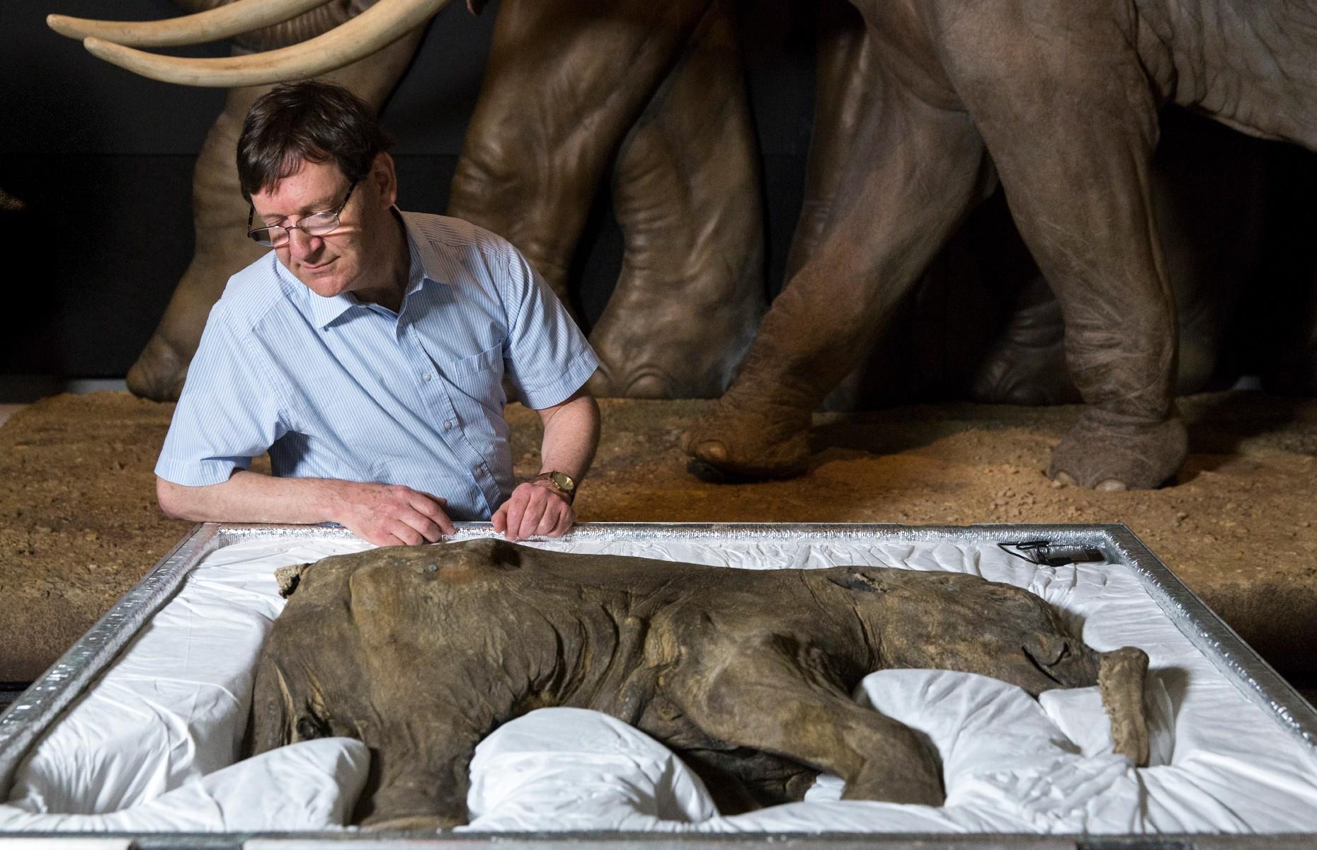 42,000-year-old mammoth, Siberia