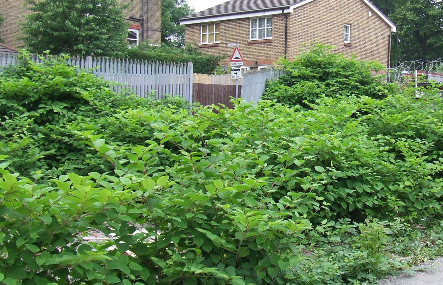 What is Japanese Knotweed?