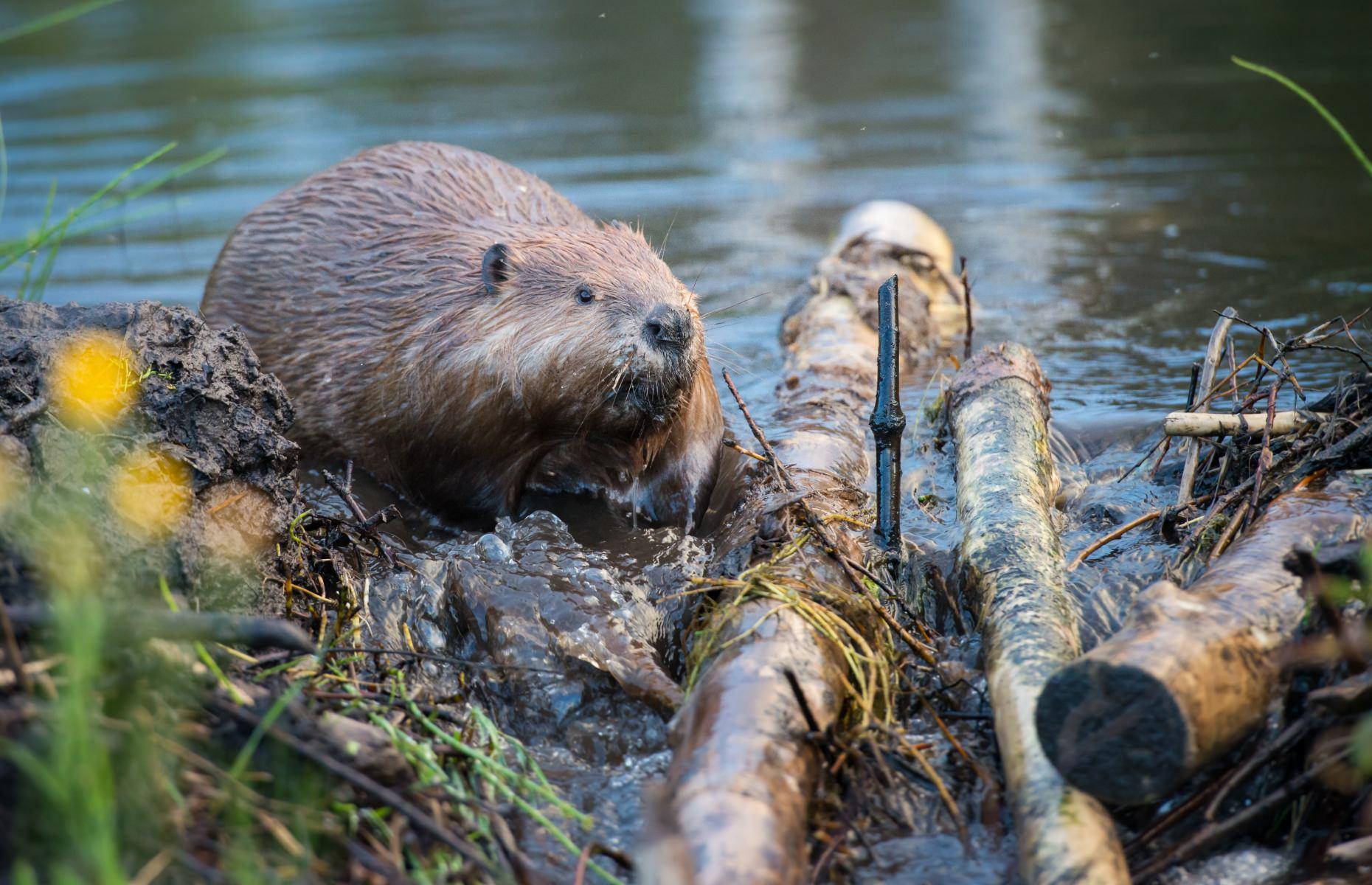 Look out for beavers, various, Alberta