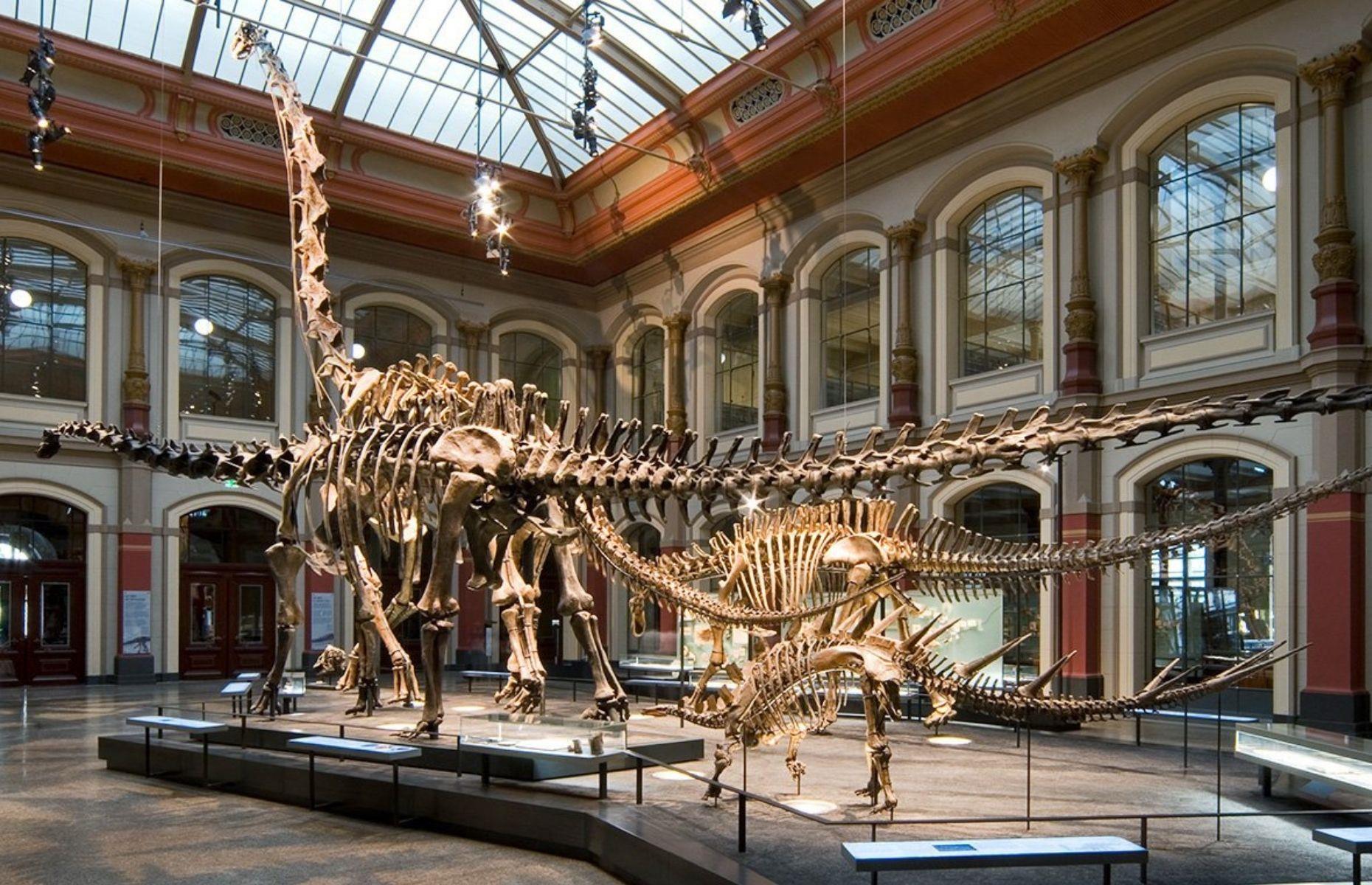 12 Best Museums To Walk Among Dinosaurs