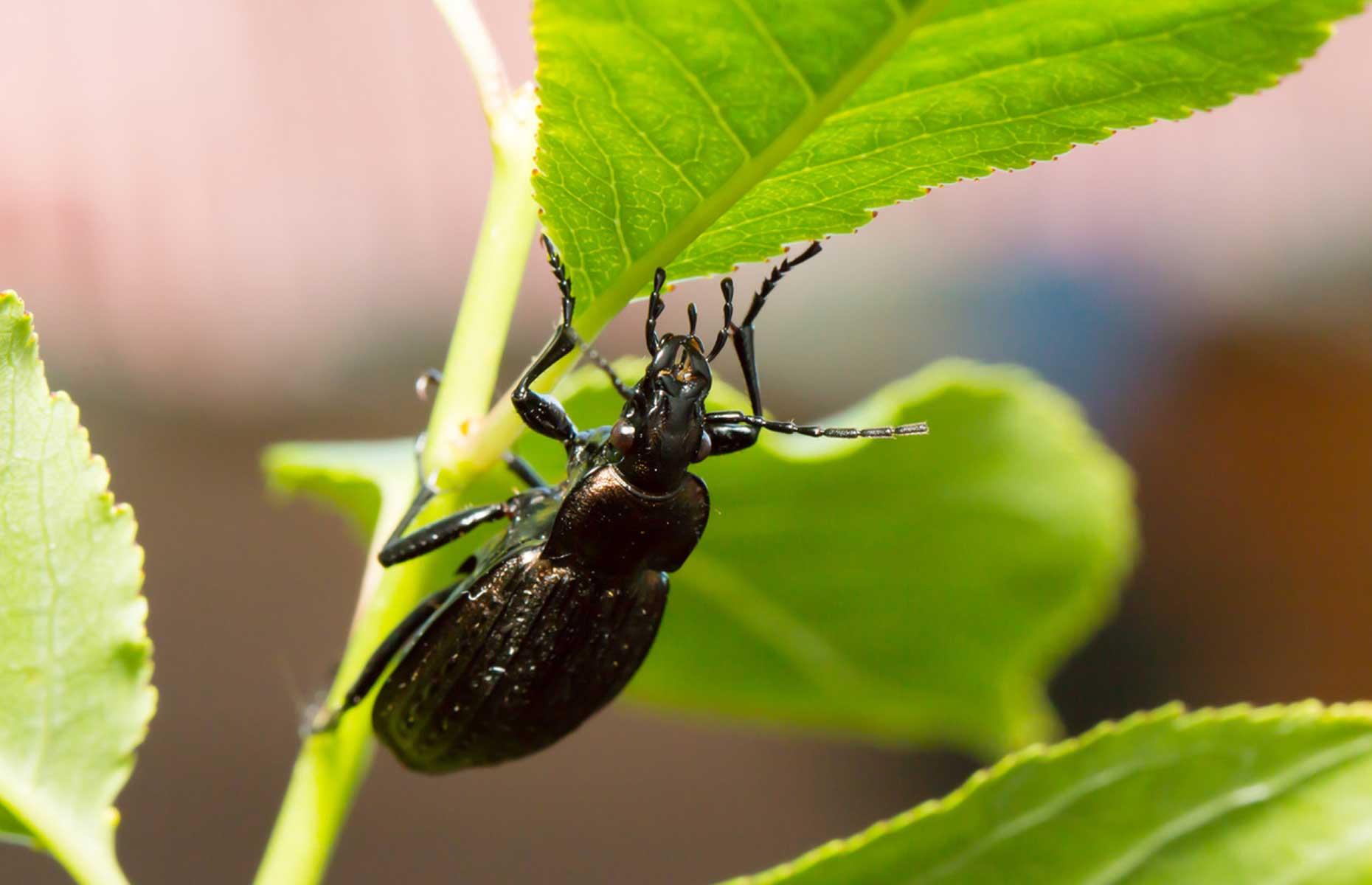Summer pests: ground beetles