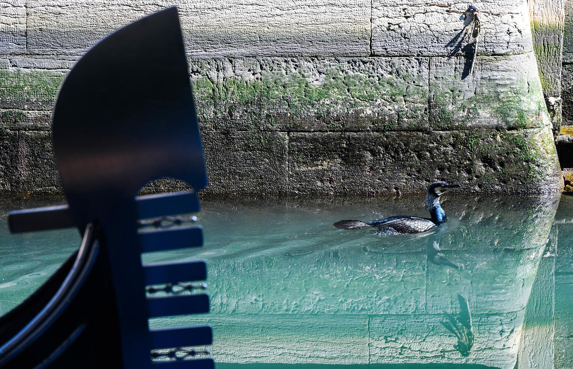 Animals are visible in the canals of Venice, Italy
