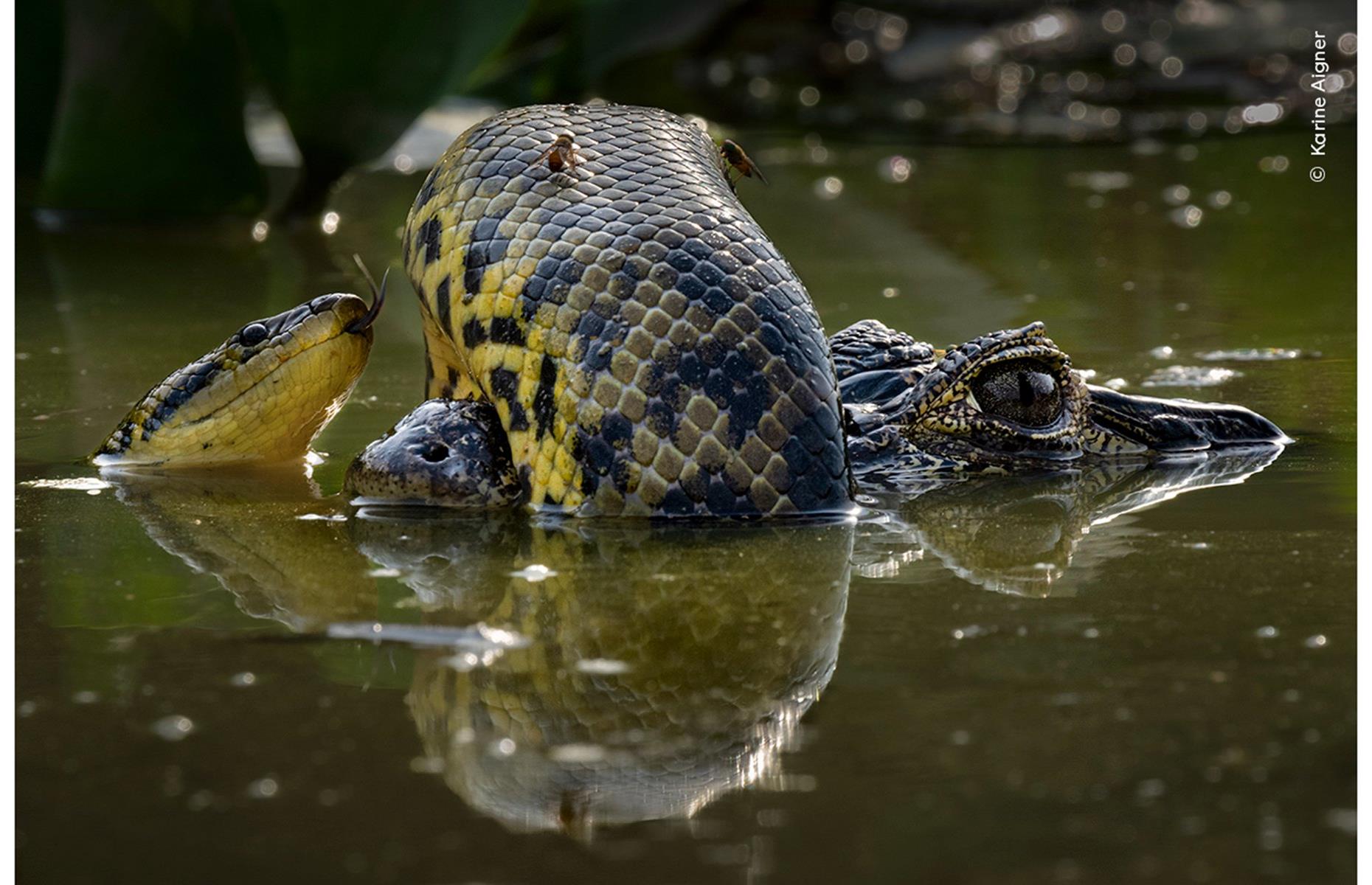 Wetland Wrestle