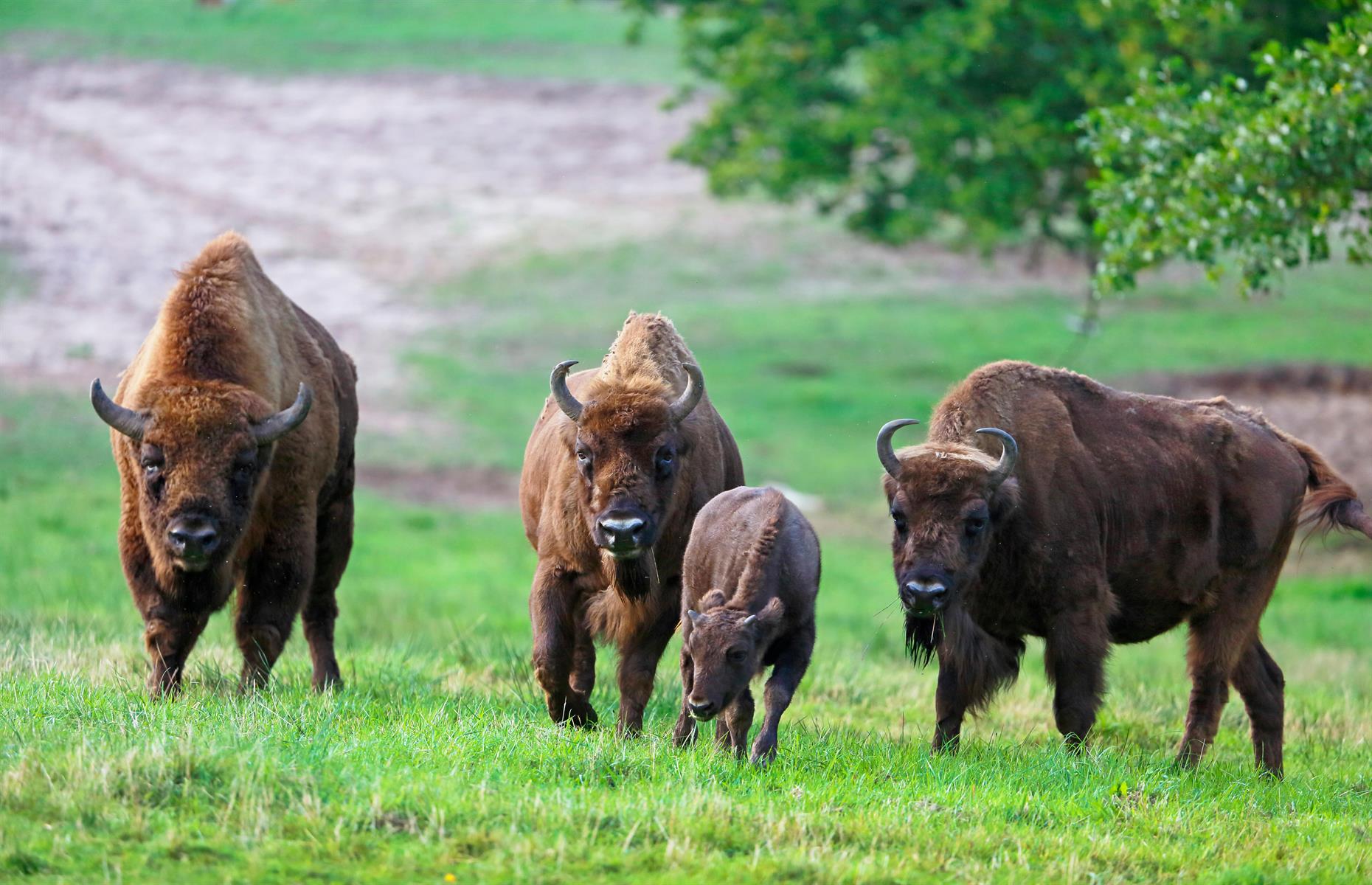 Bison vote on where to go 