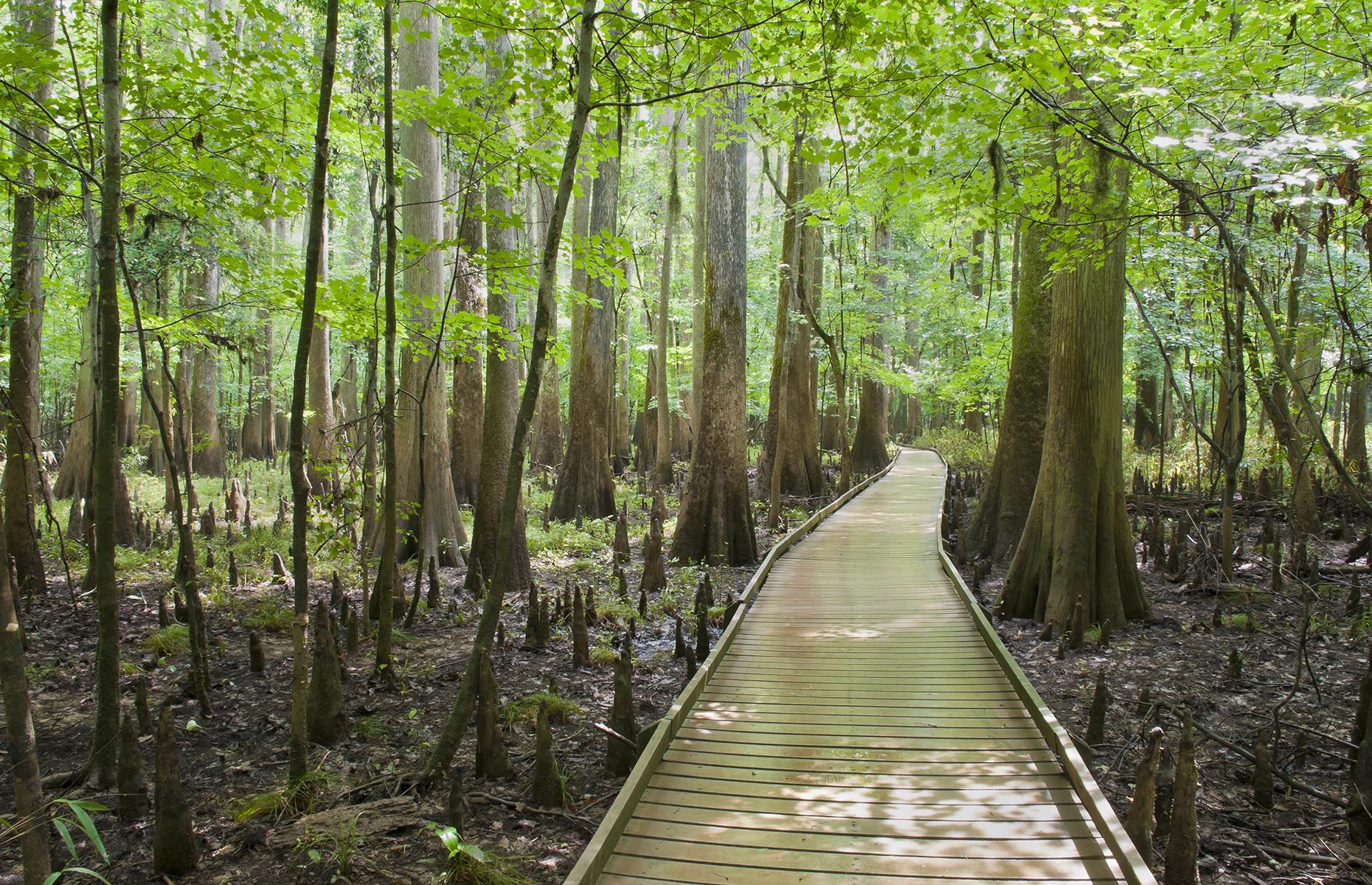 South Carolina: Congaree National Park