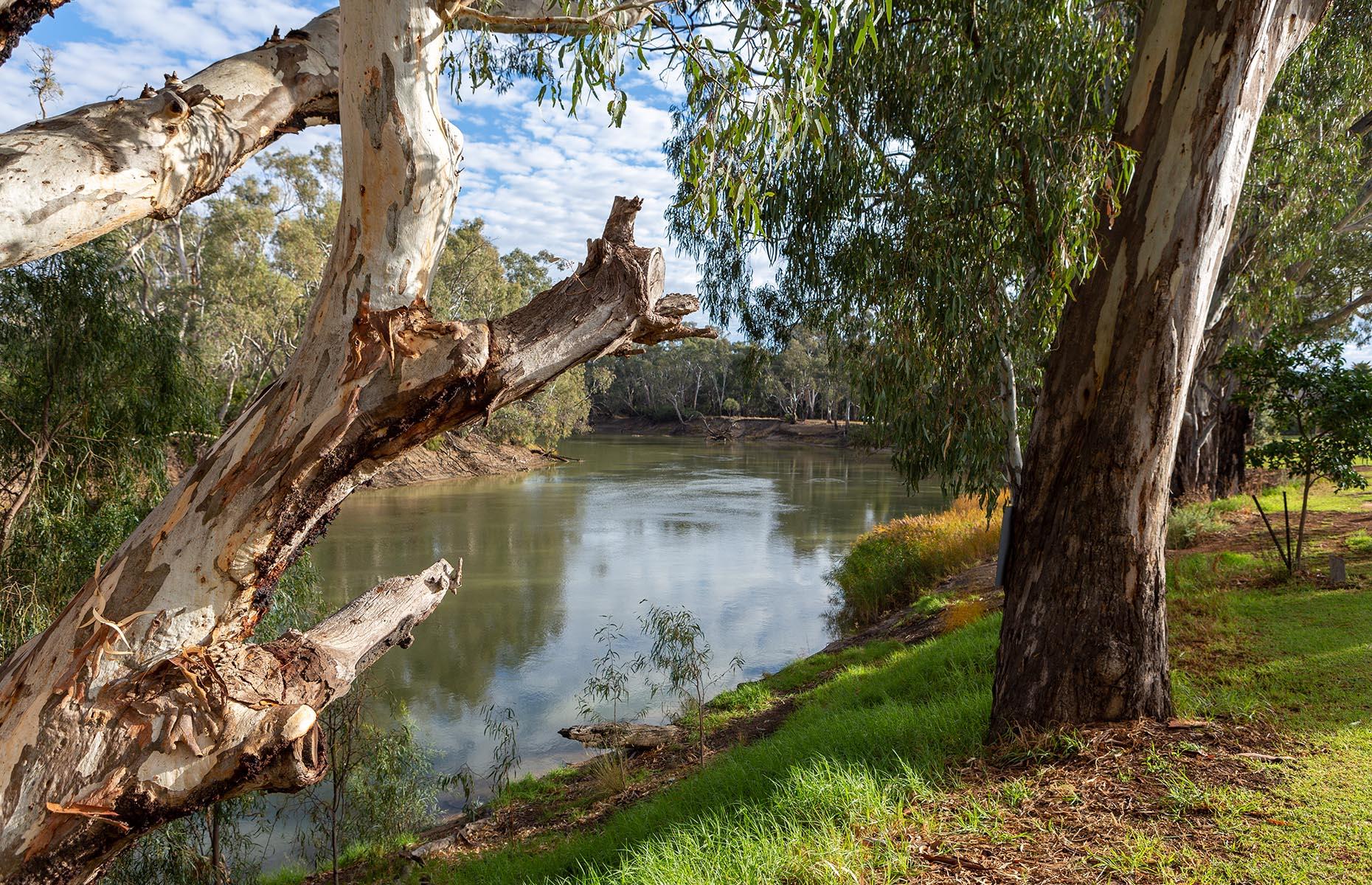 River red gums national parks, Victoria