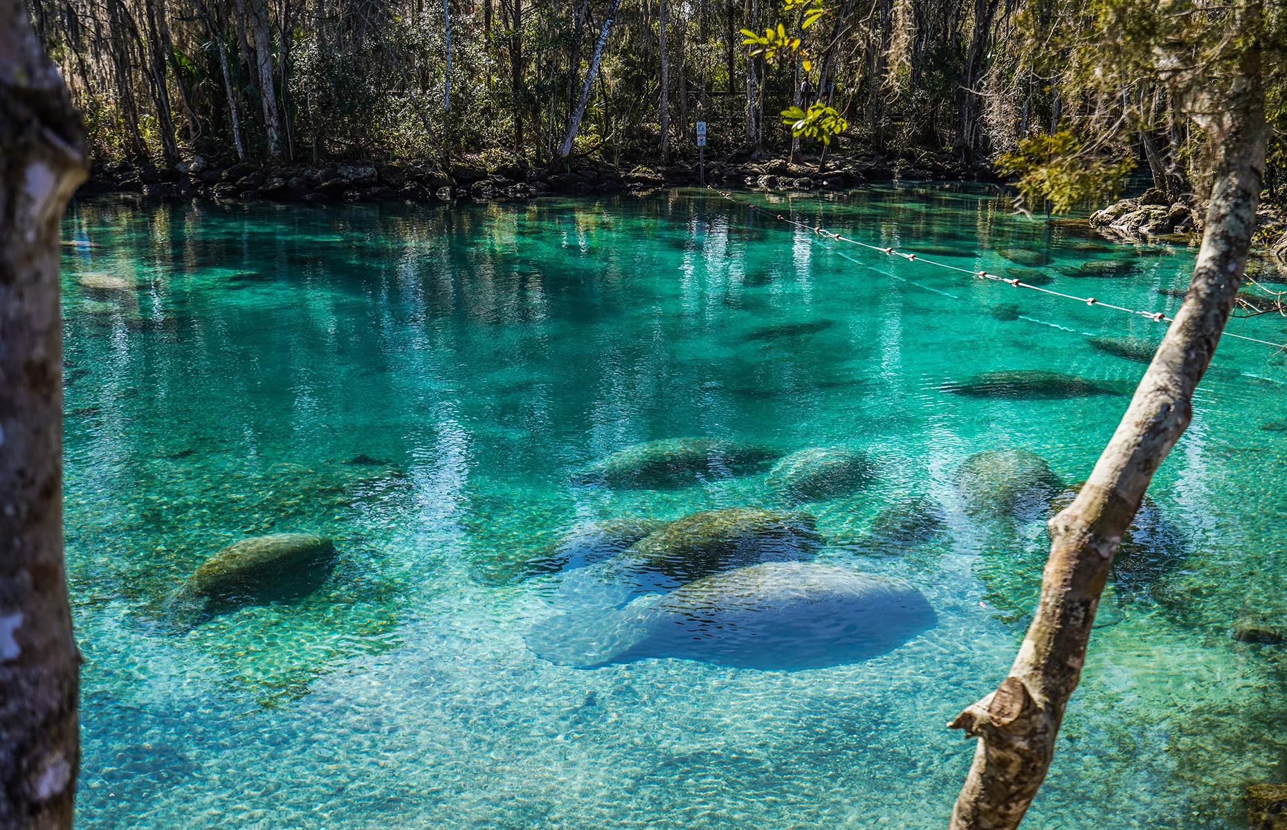 31: Three Sister Springs, Crystal River