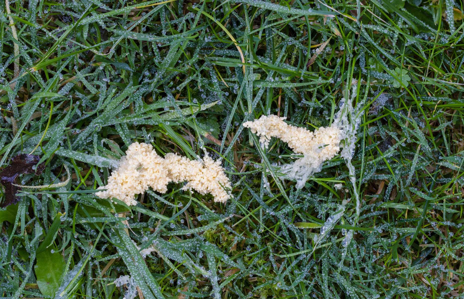 Type of mould: slime moulds