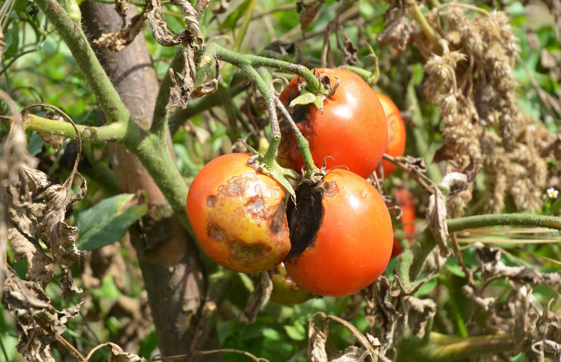 Potato and tomato blight: symptoms