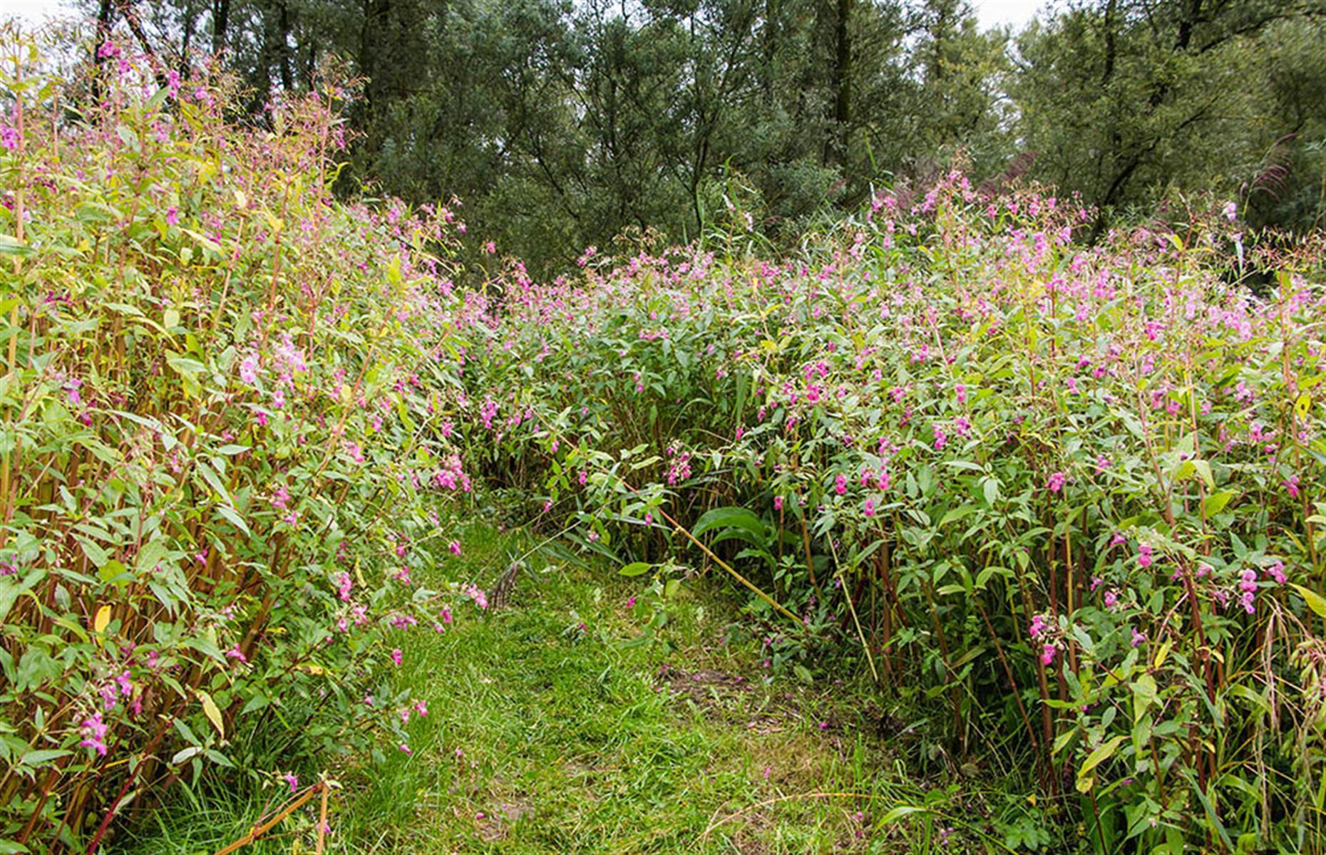 Problem plants in the garden 