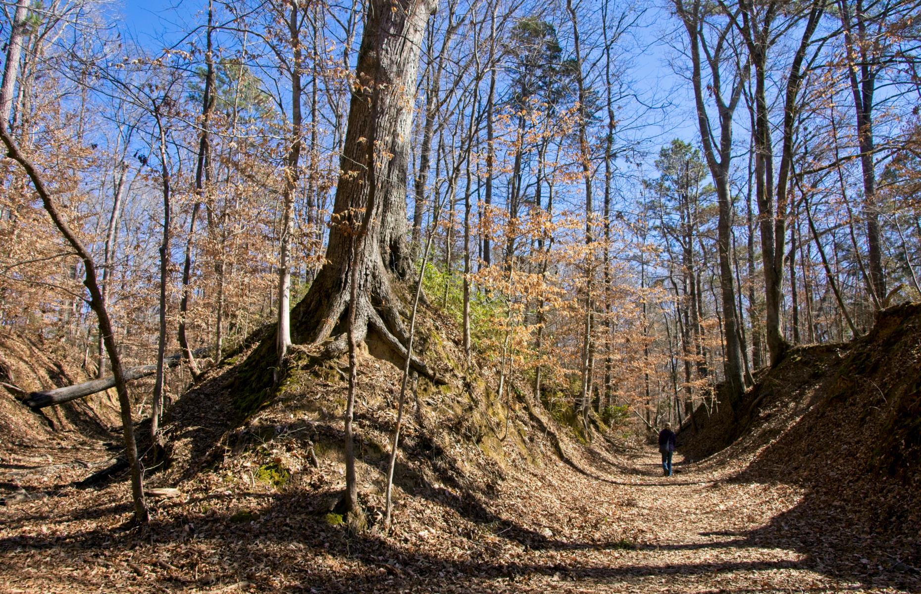 Natchez Trace Trail