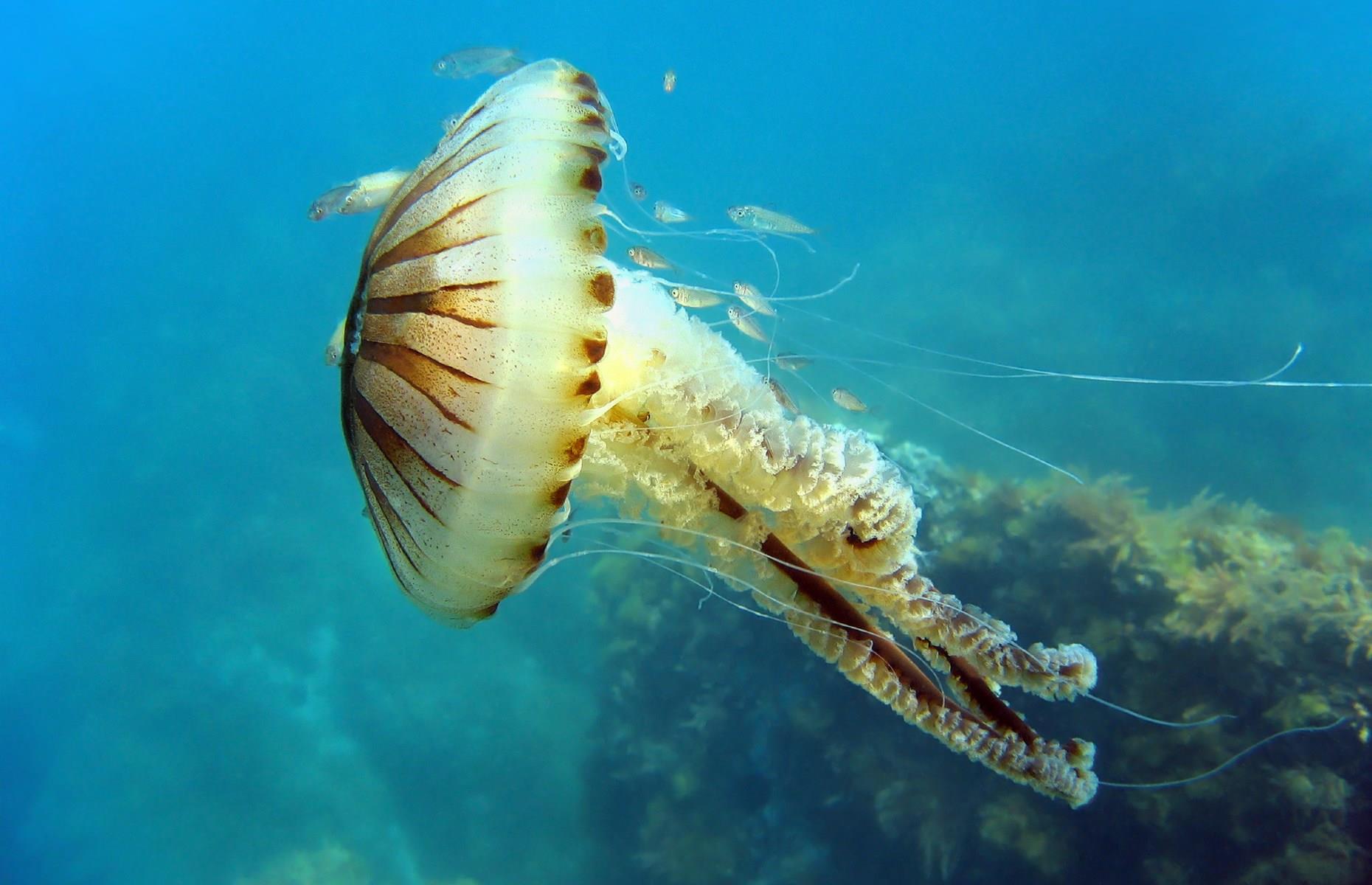 19. Compass jellyfish