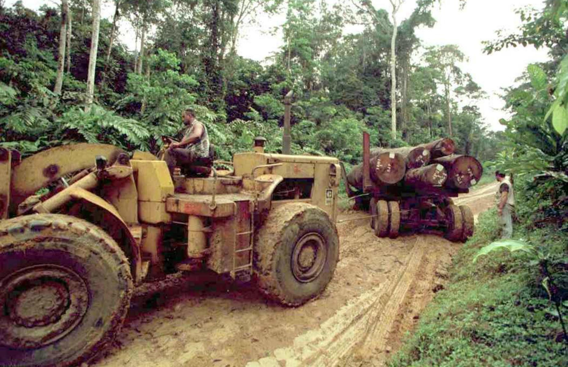 Gabon: protecting rainforests