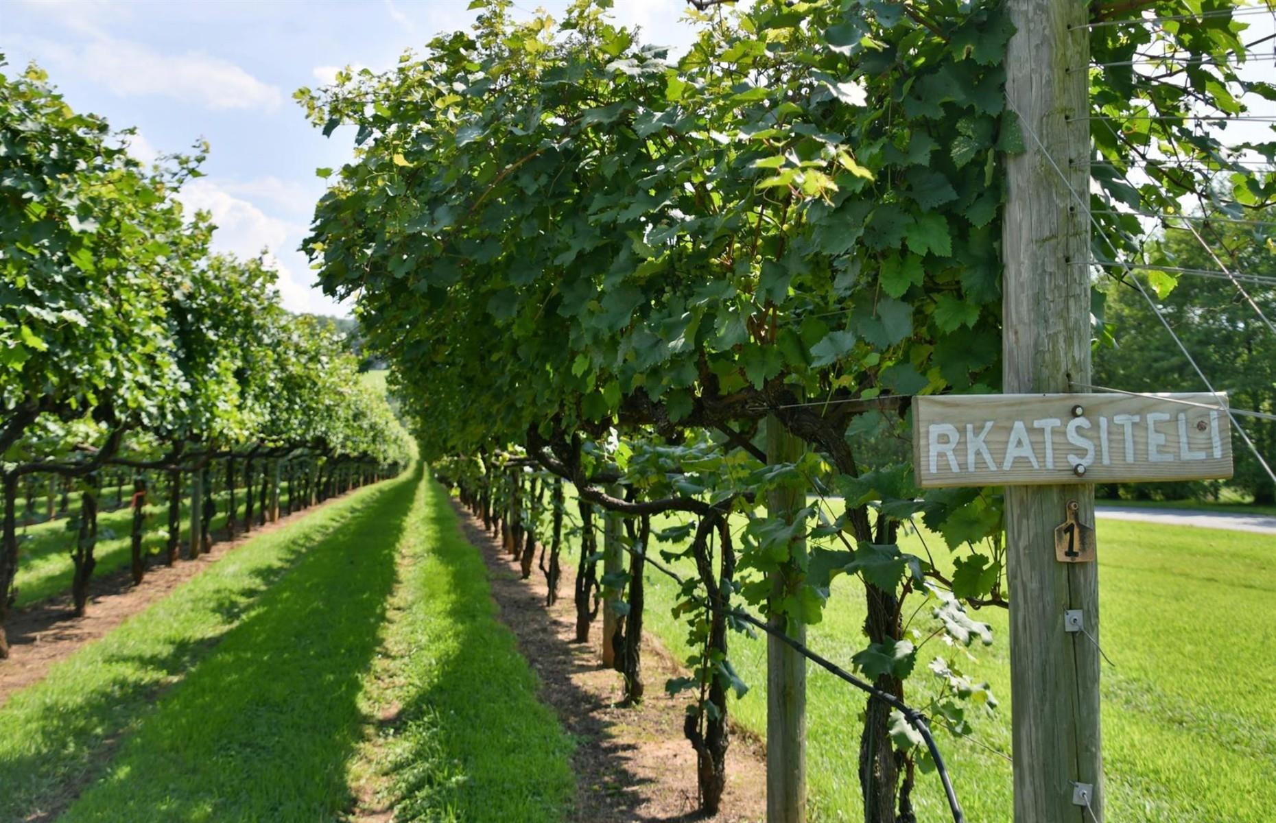 Virginia: follow the Monticello Wine Trail