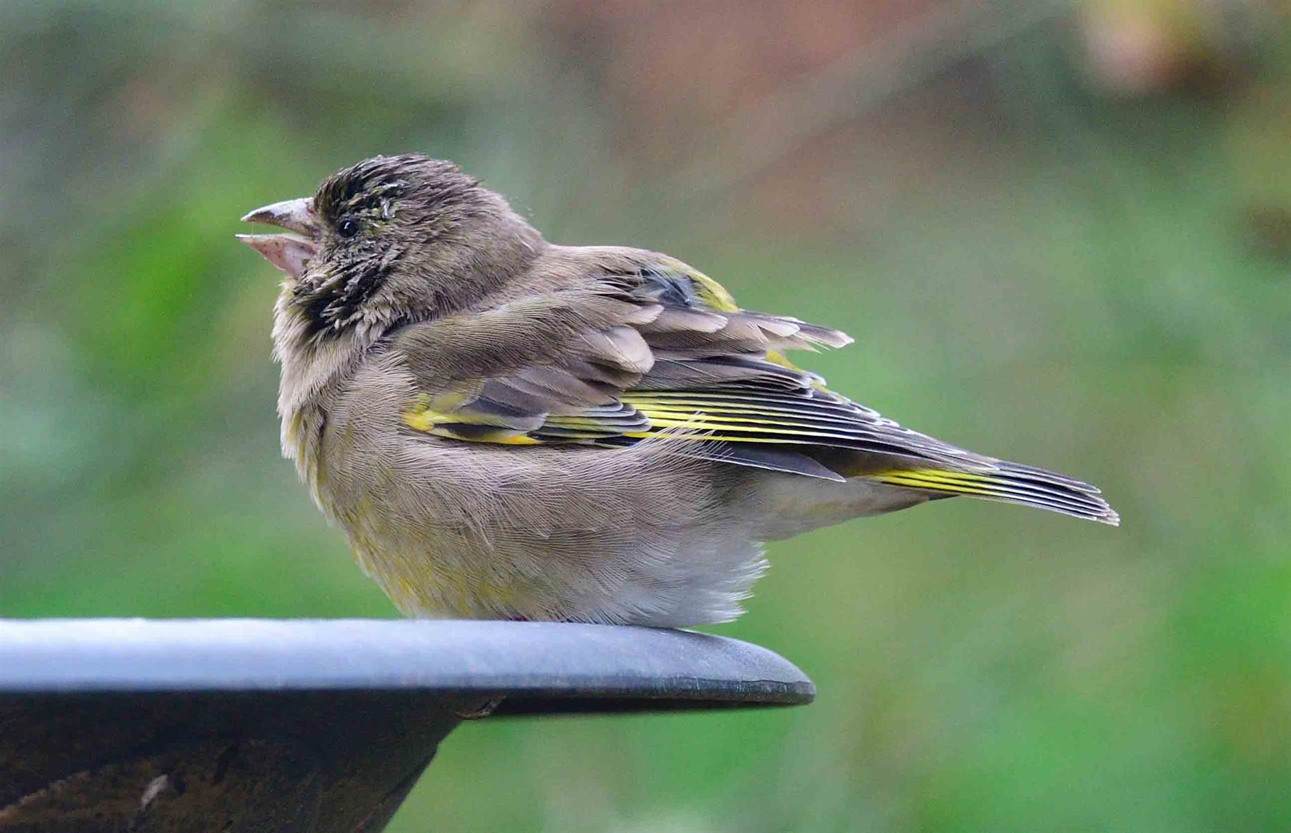 The deadly disease killing our garden birds