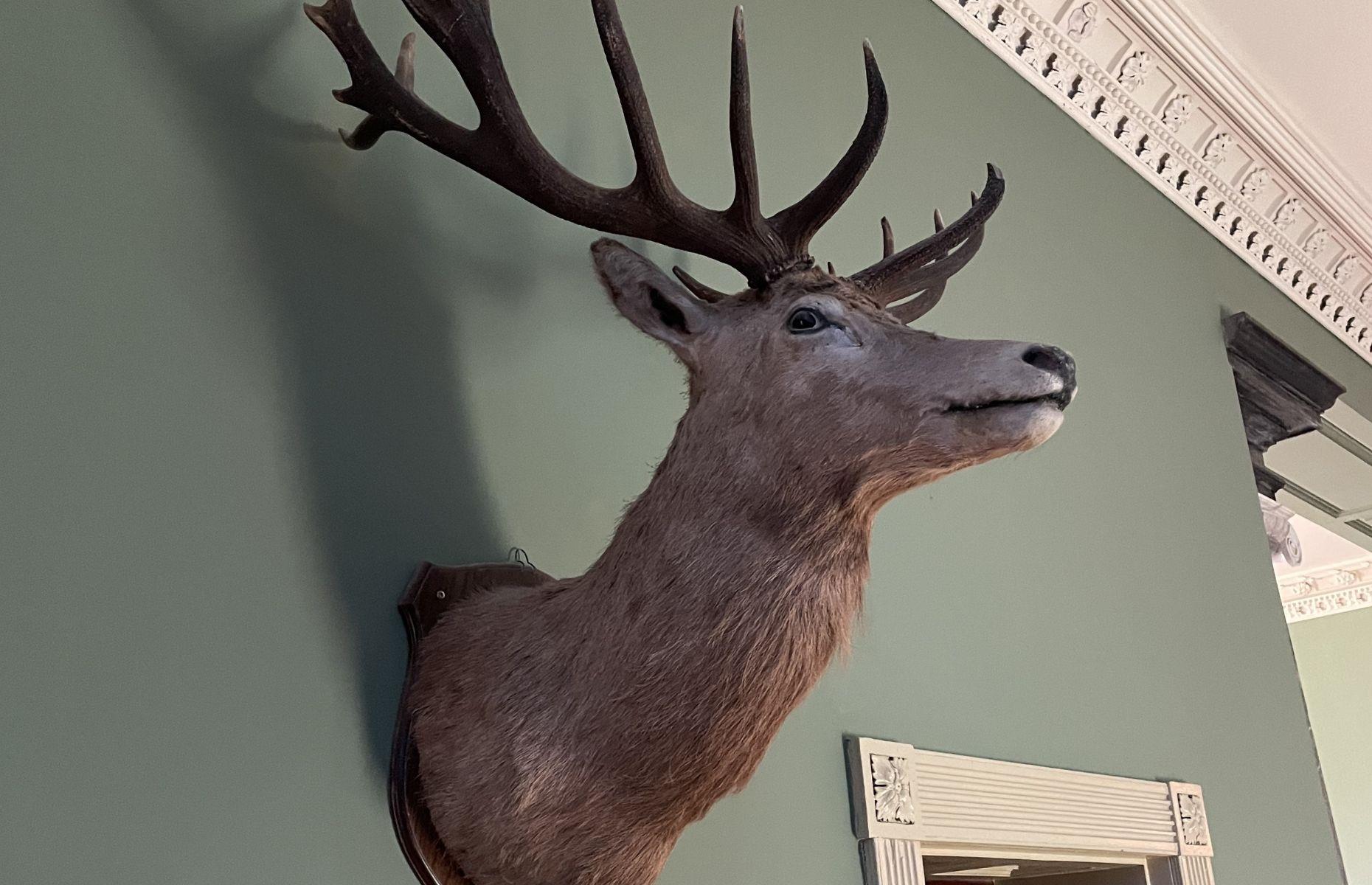3. Taxidermy