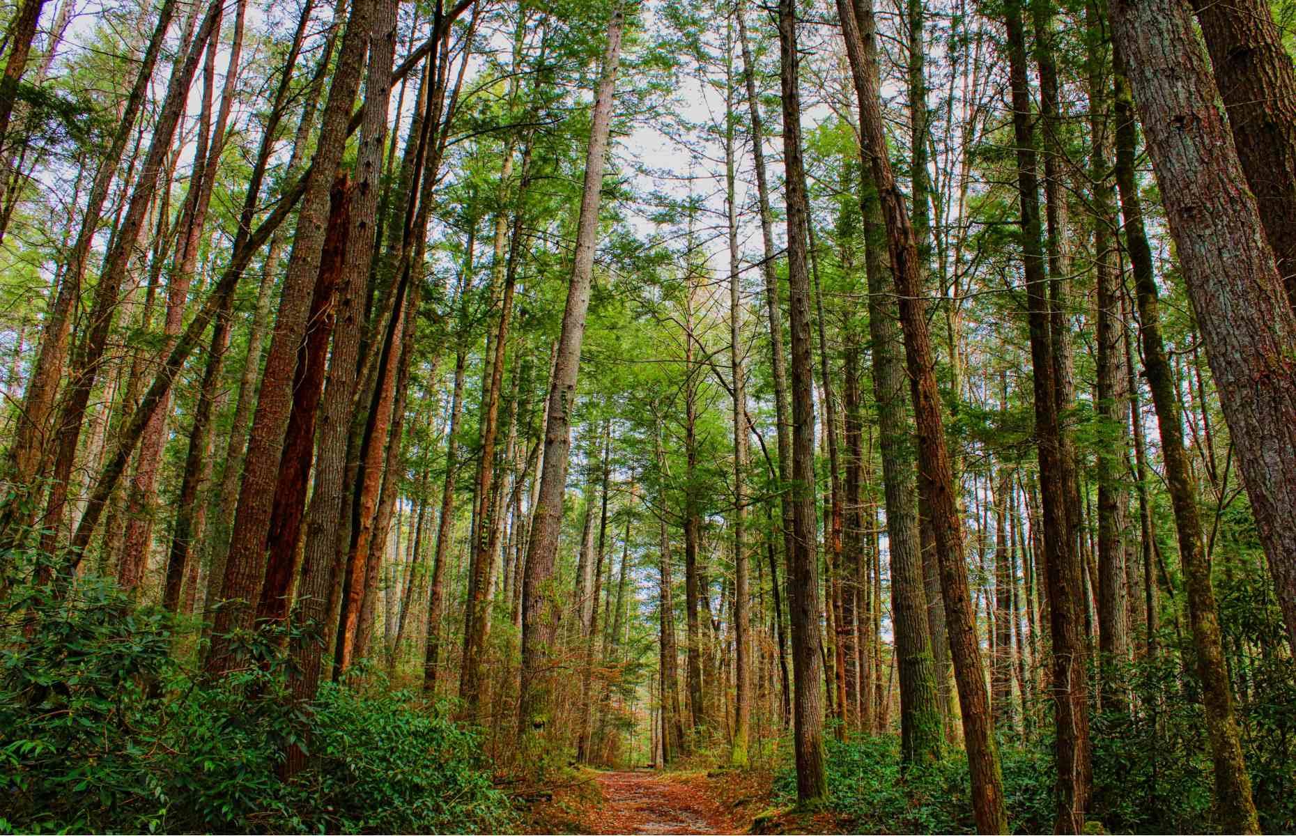The Smokies before national park designation