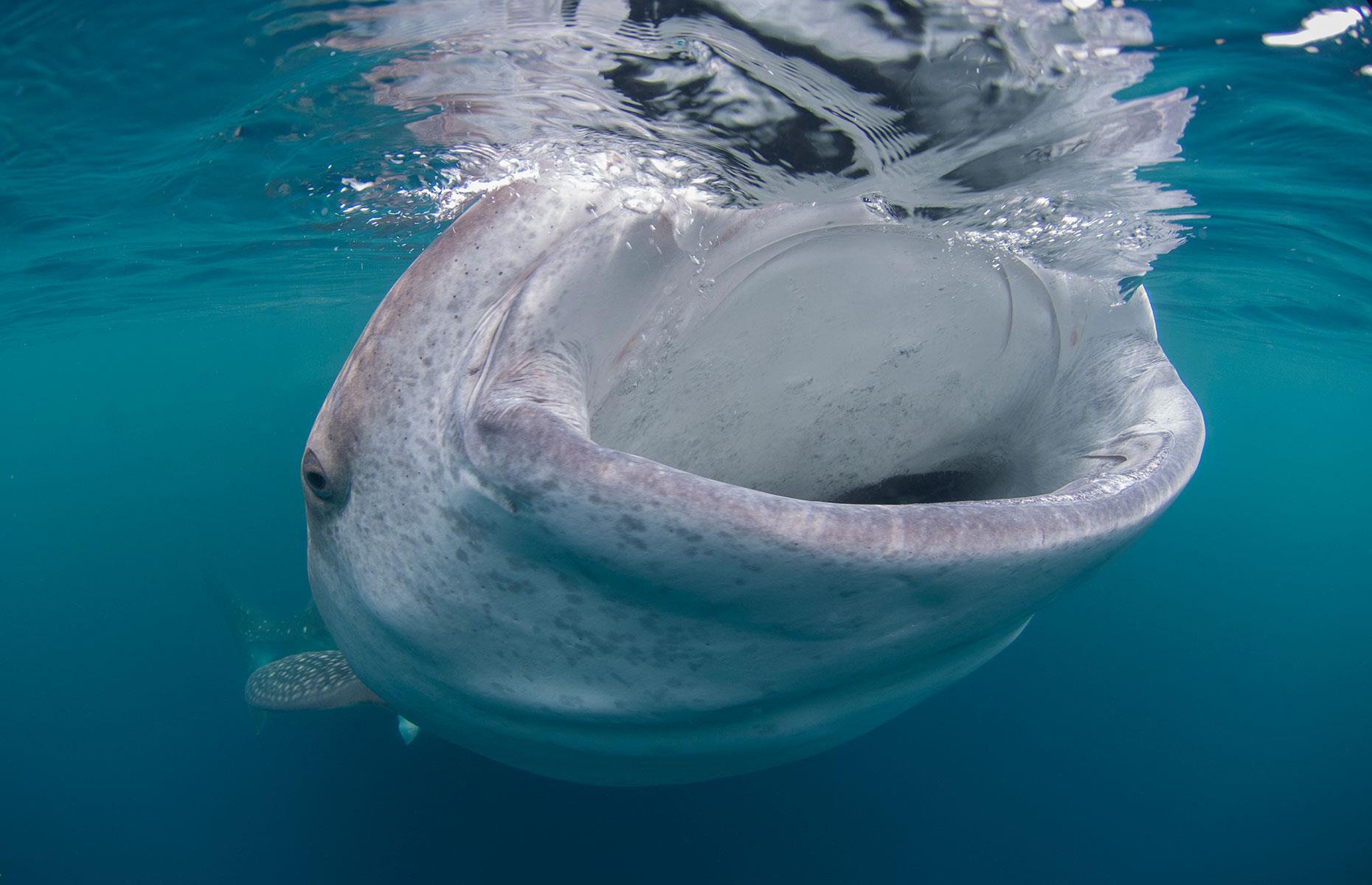 Whale shark, Indonesia