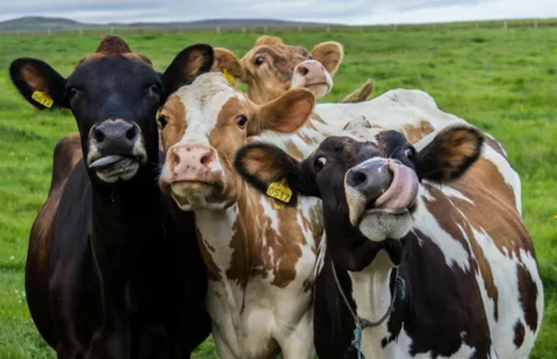 Cows have best friends