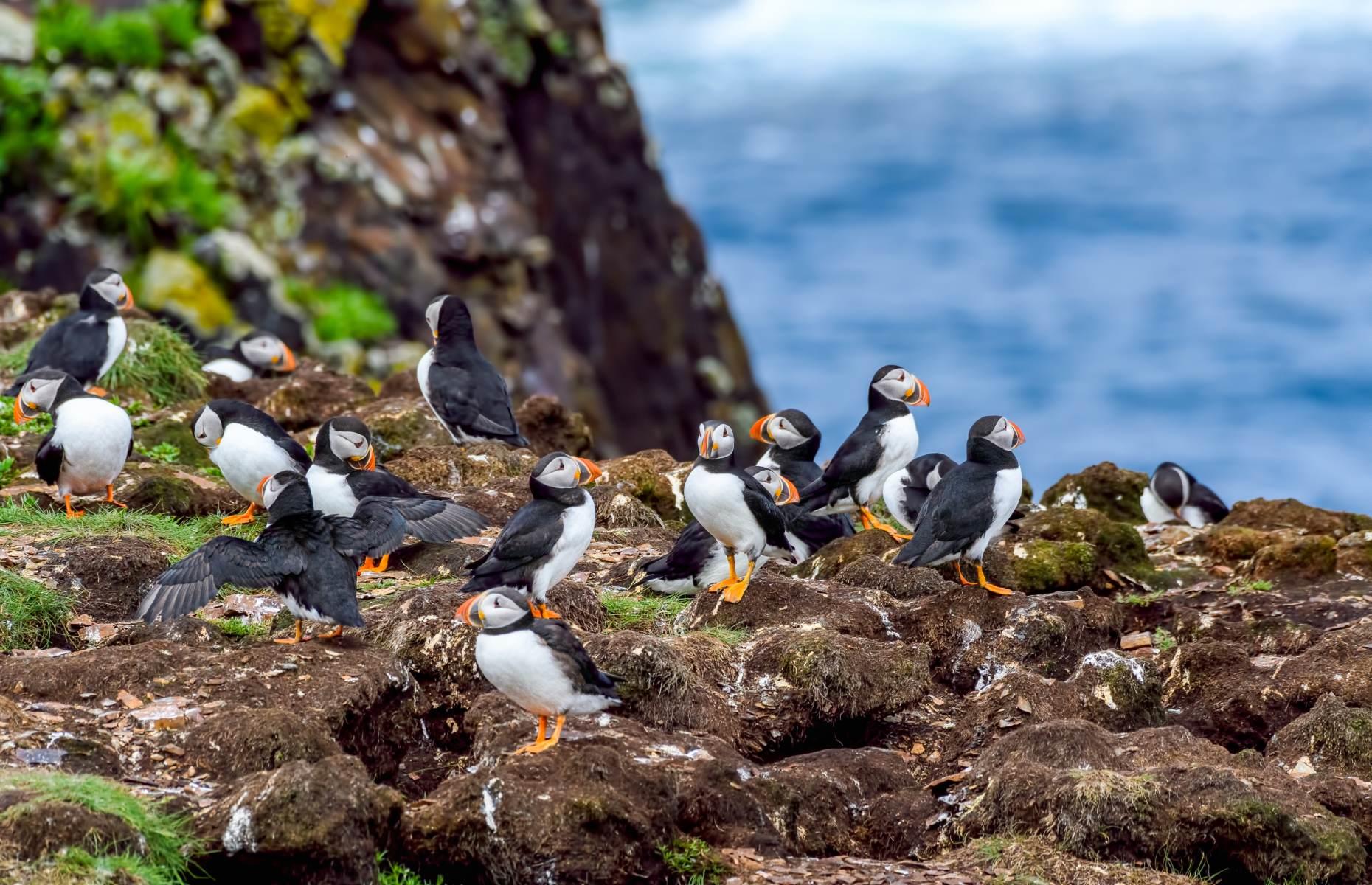 Peer at puffins, Elliston, Newfoundland and Labrador