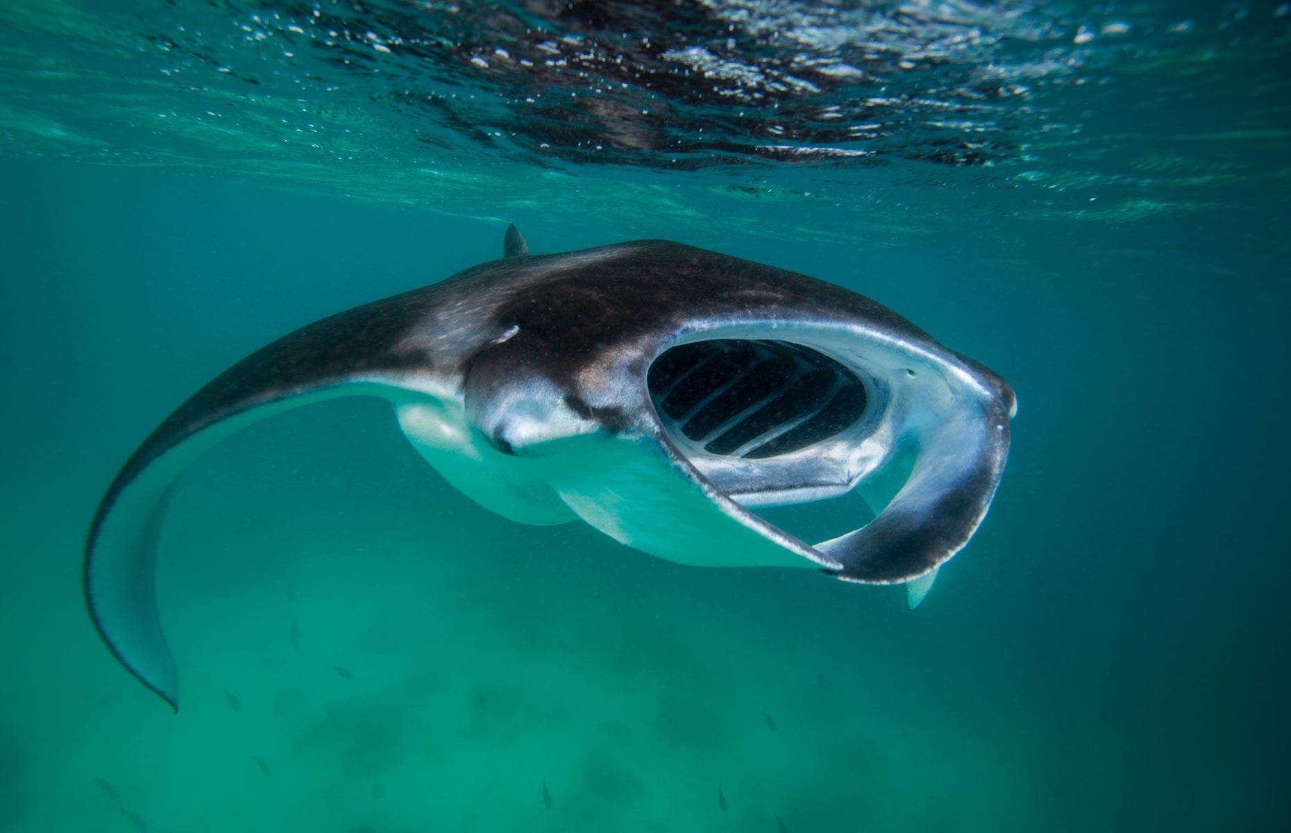 Reef manta ray, the Maldives