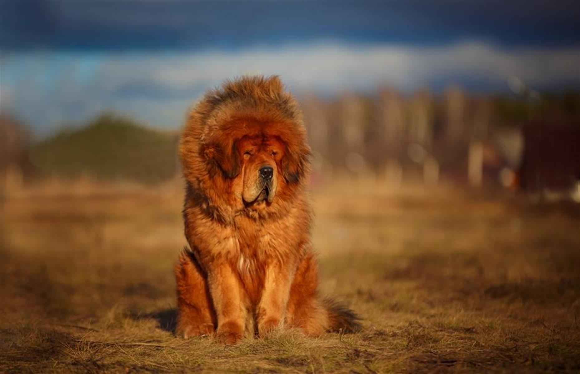 Animals with a whopping price tag