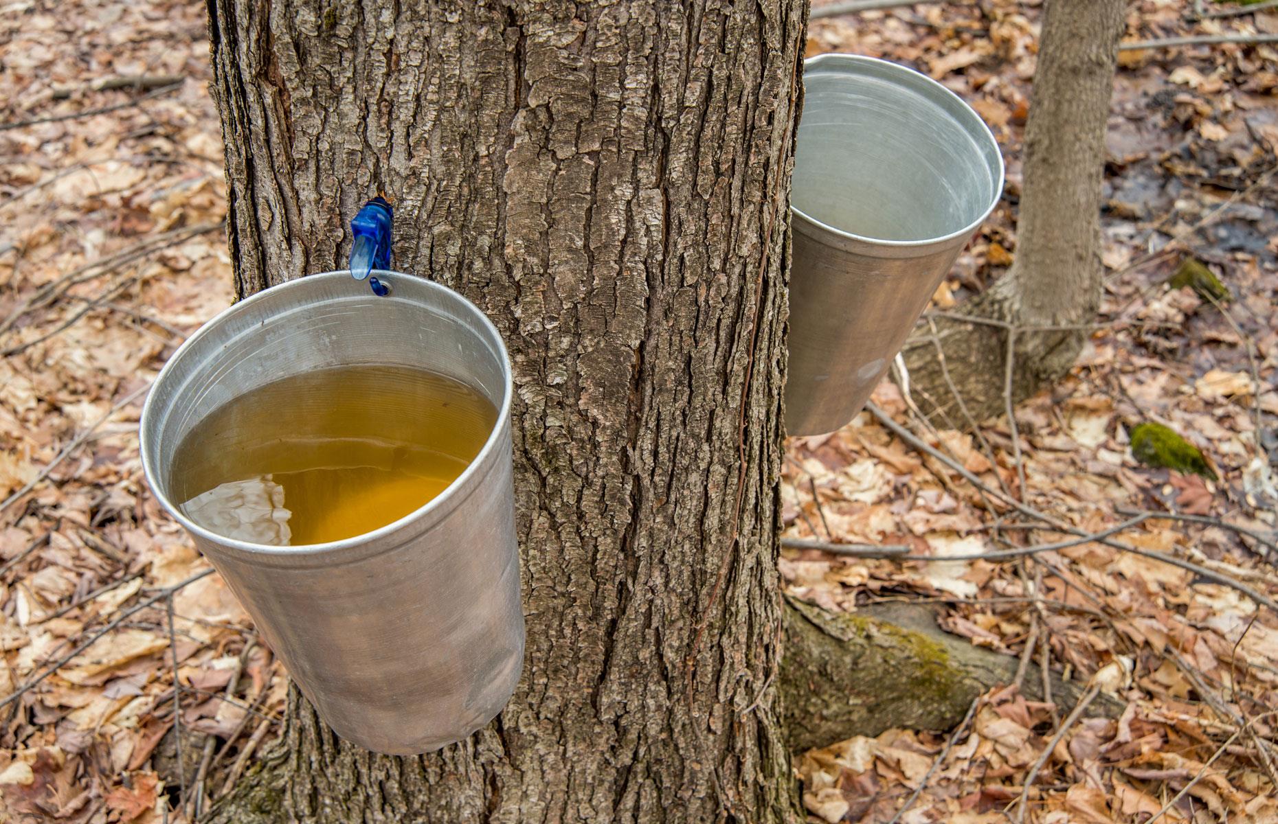 Canada produced a record 19.9 million gallons of maple syrup in 2024