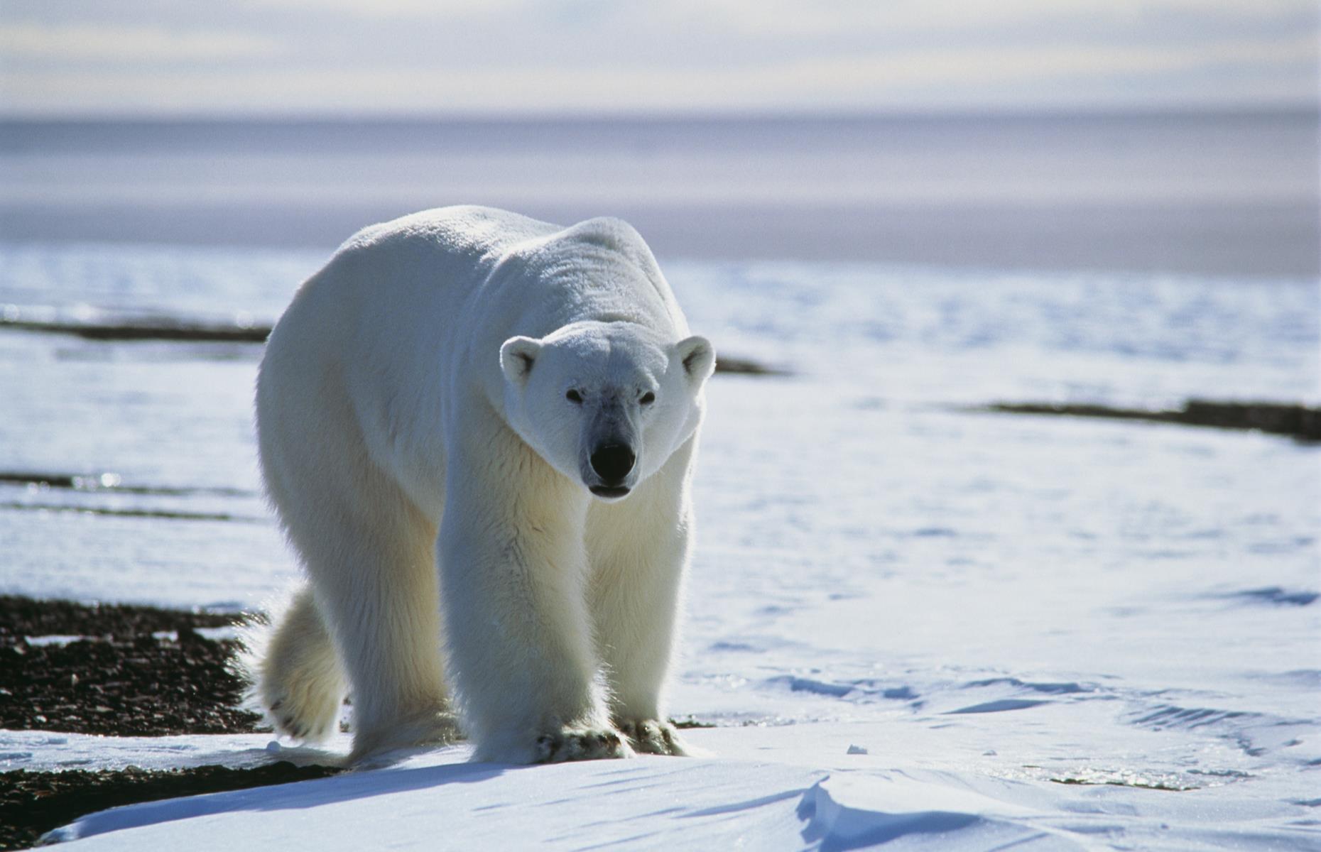 Spot polar bears in Greenland