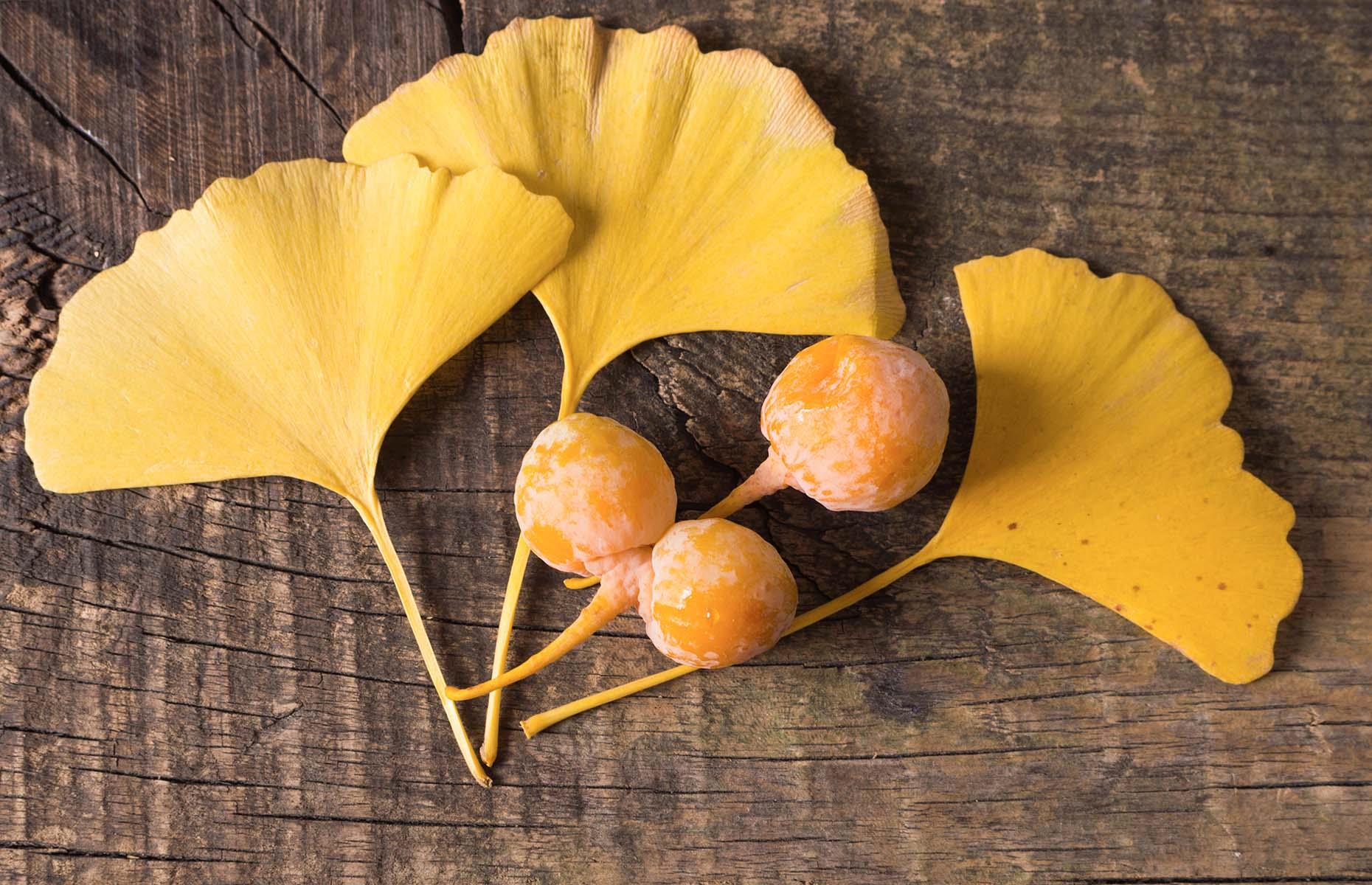 Ginkgo biloba