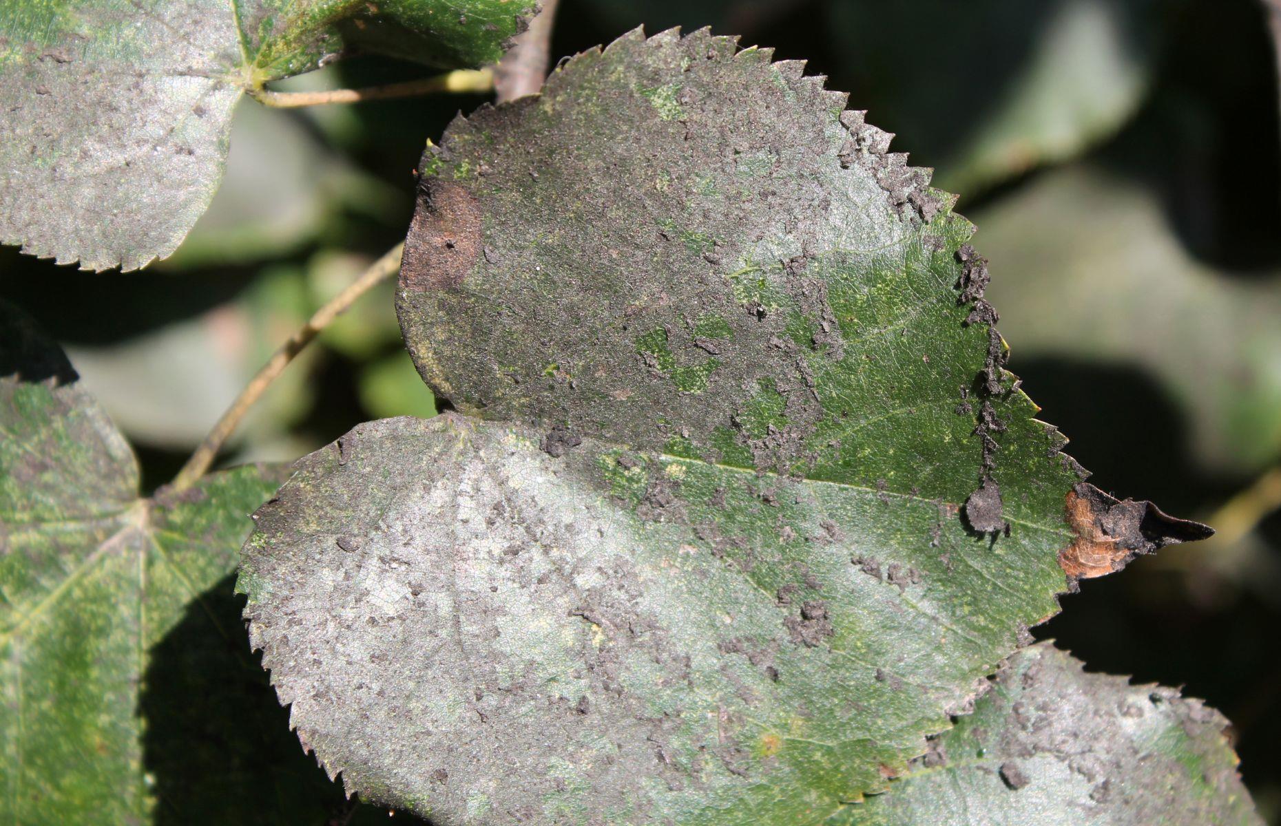 What causes mould?