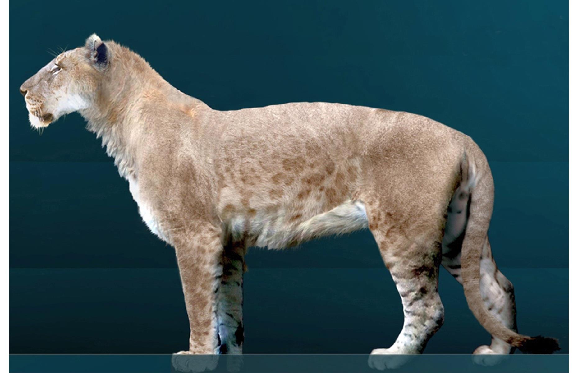 American lion