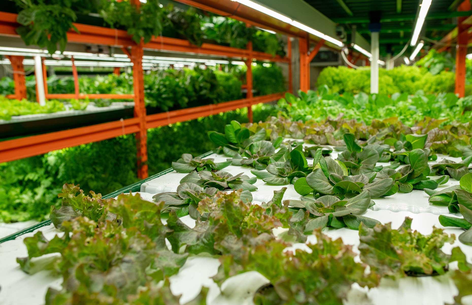 Taiwan is transforming disused metro stations into underground vertical farms