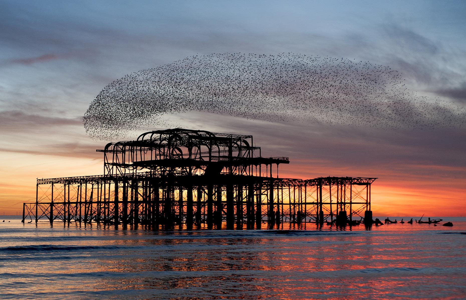 Starling murmuration, UK