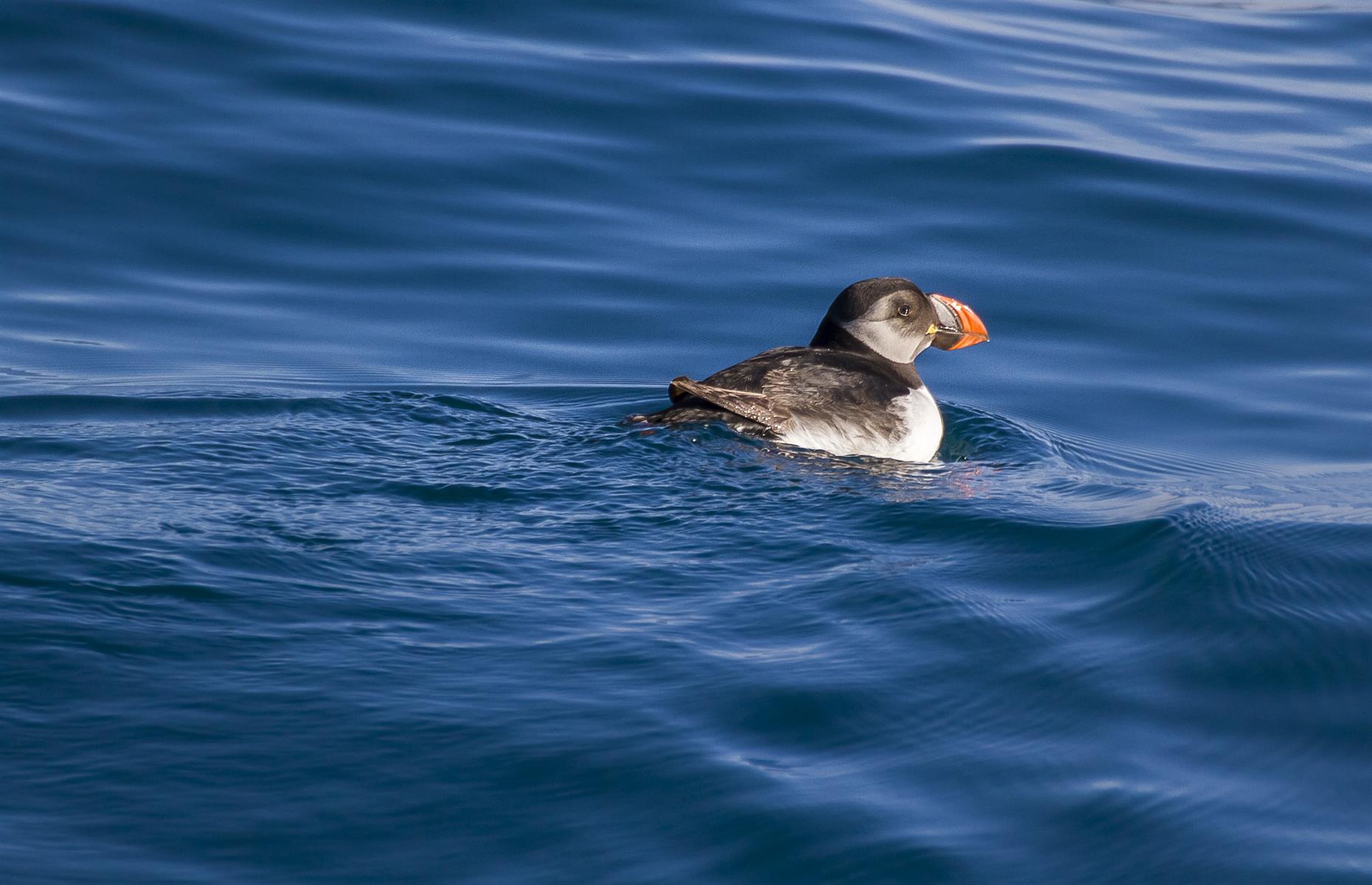 Puffins lose parts of their beaks