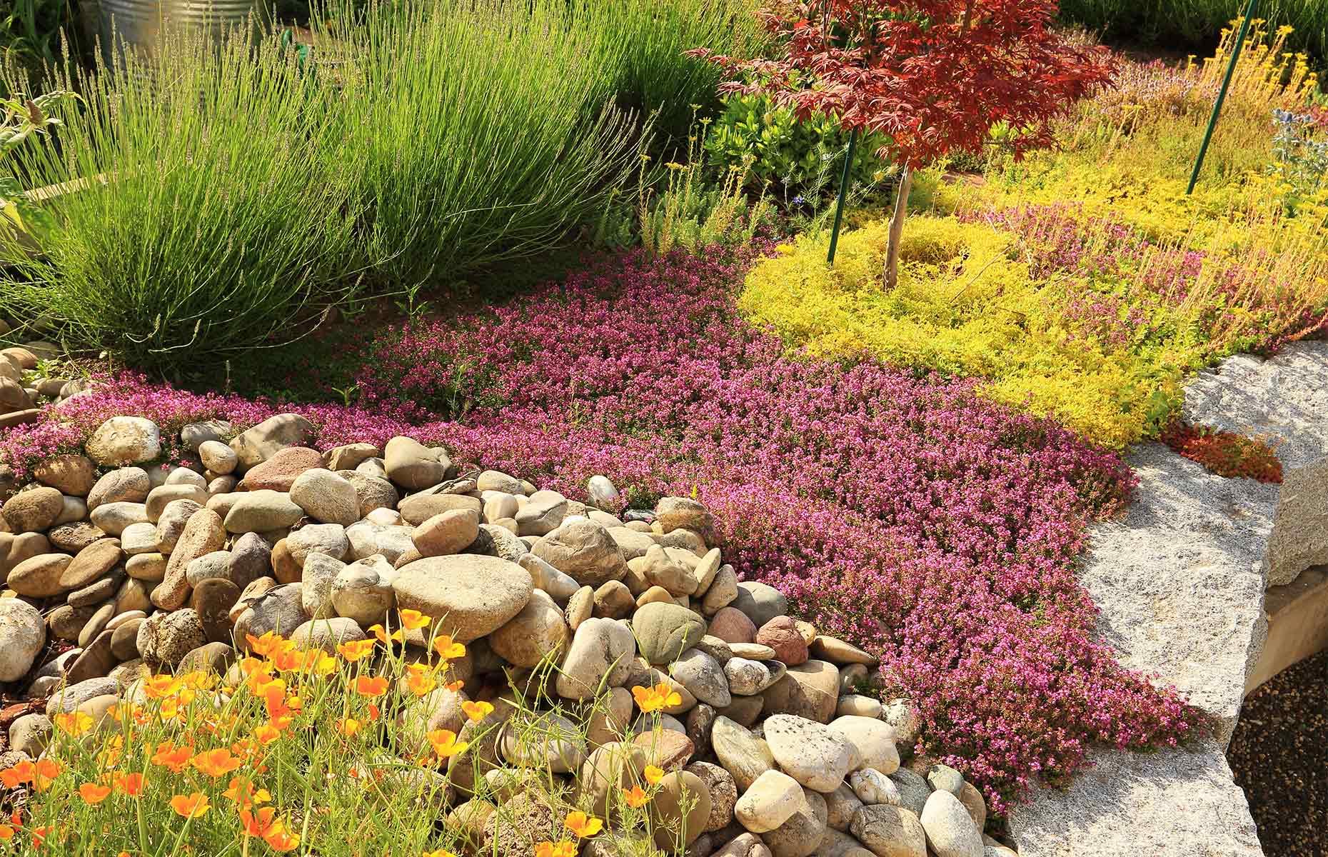 Choose drought-tolerant plants