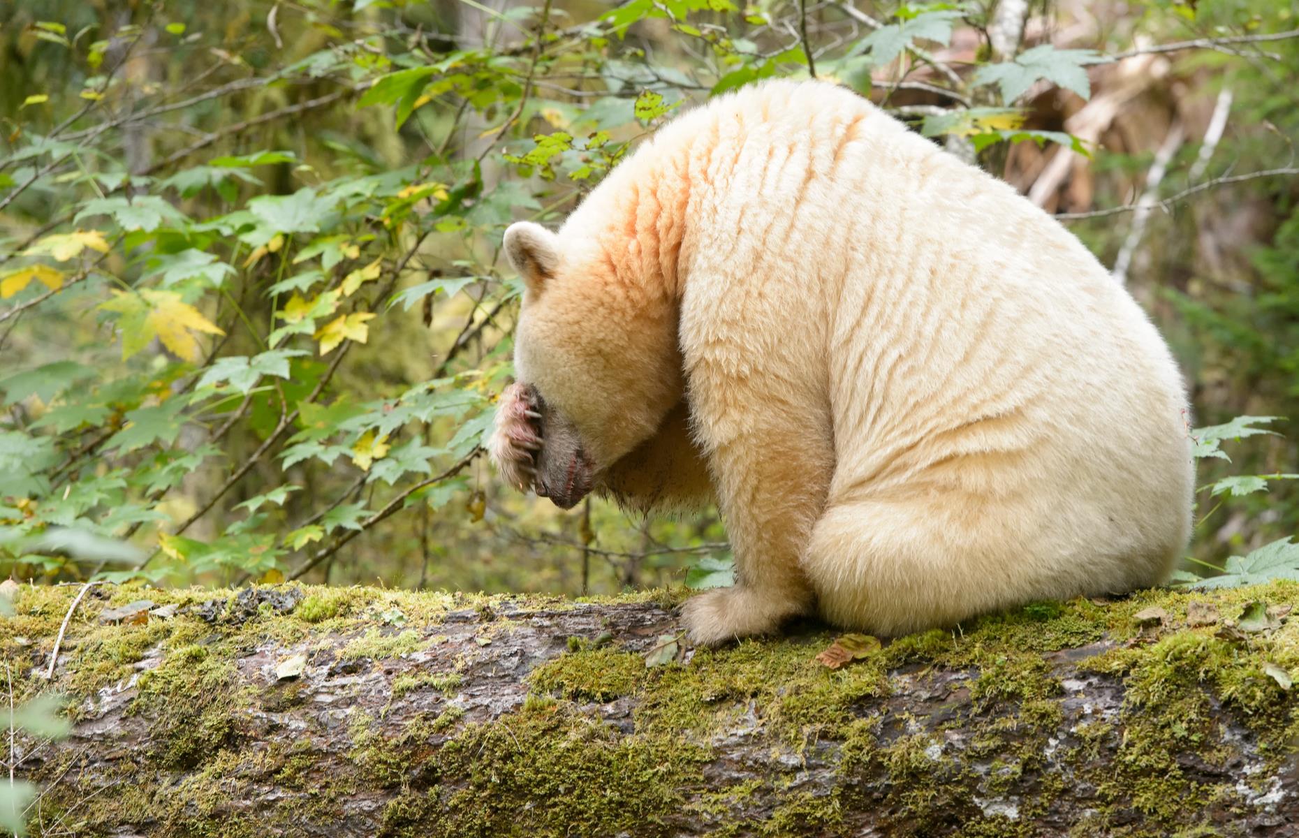 Seek out spirit bears in Canada