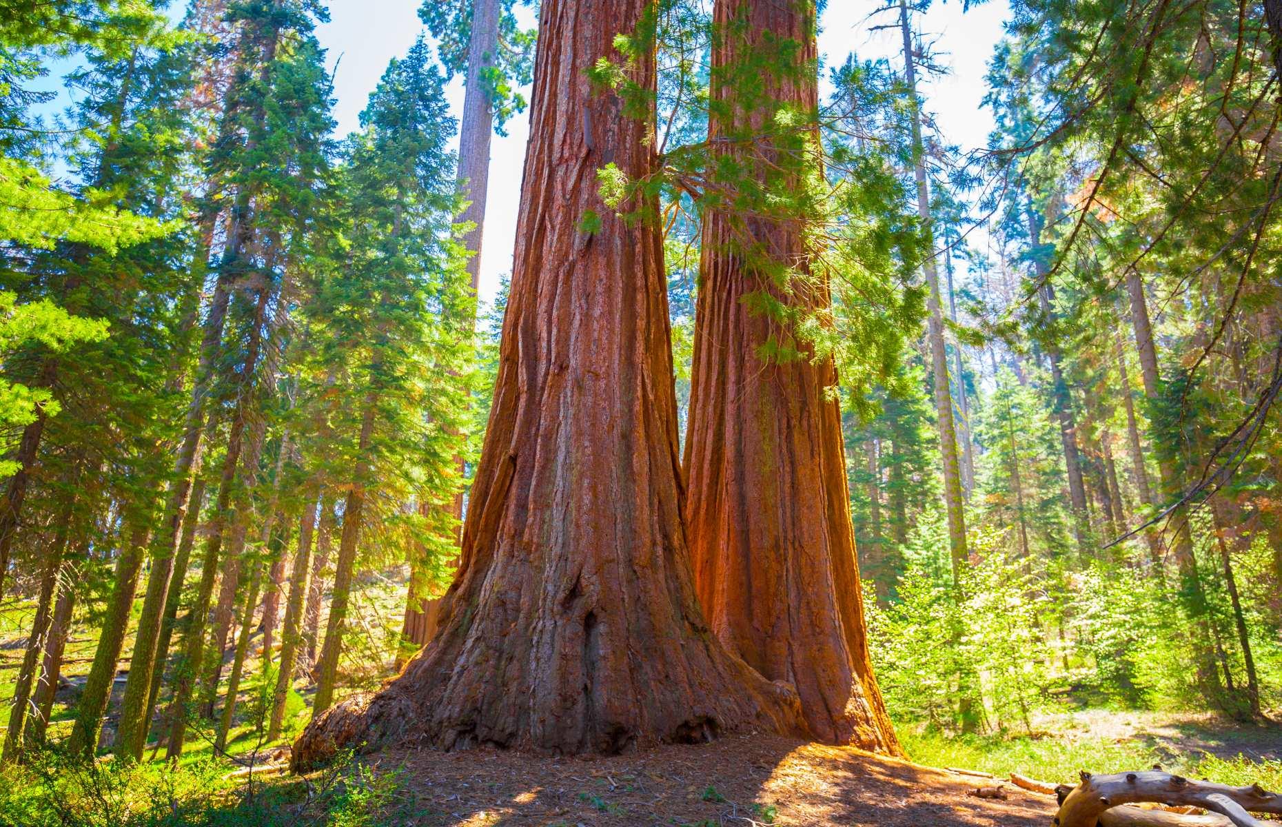 1. Sequoia National Forest, California