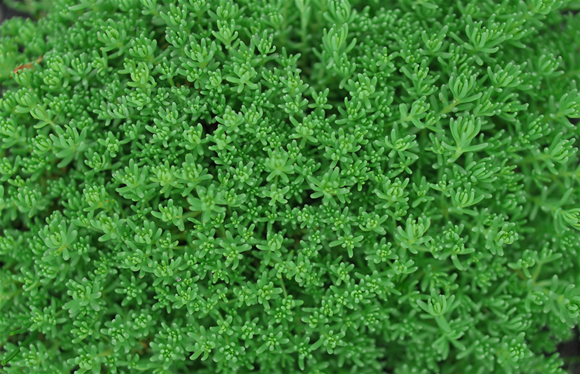 New Zealand pygmyweed (Crassula helmsii)