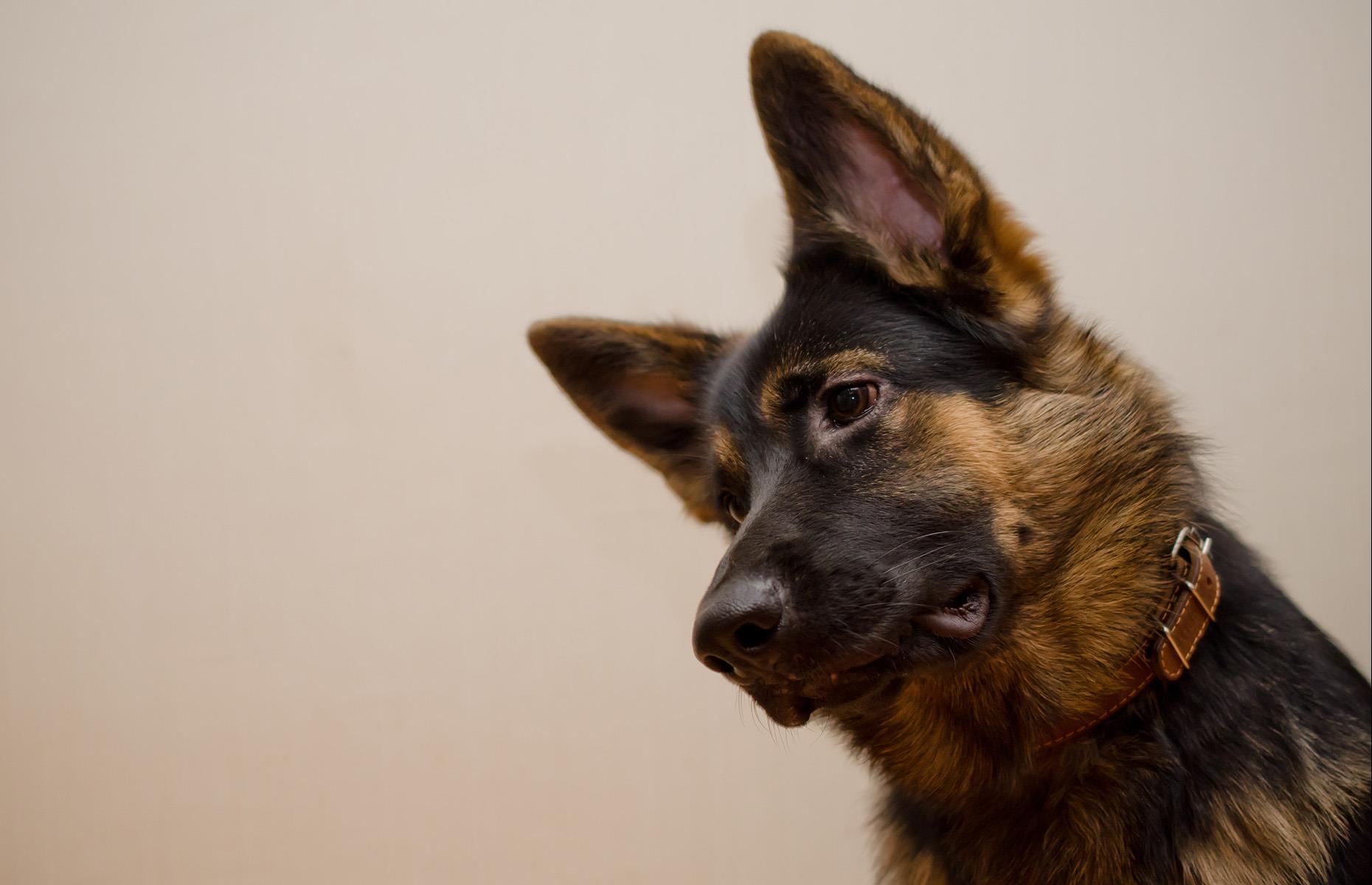 You can play with your pet remotely