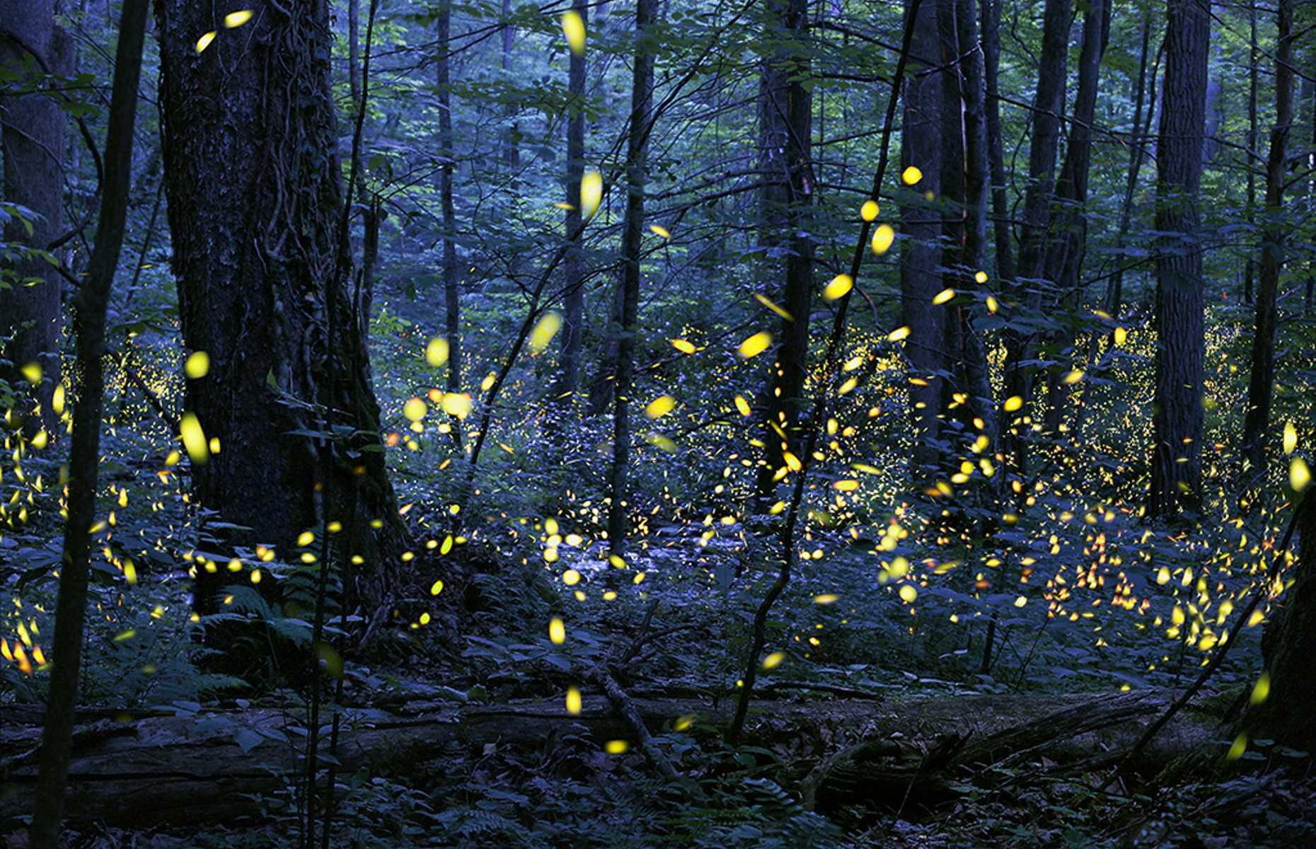 But it’s the fireflies that attract the most attention