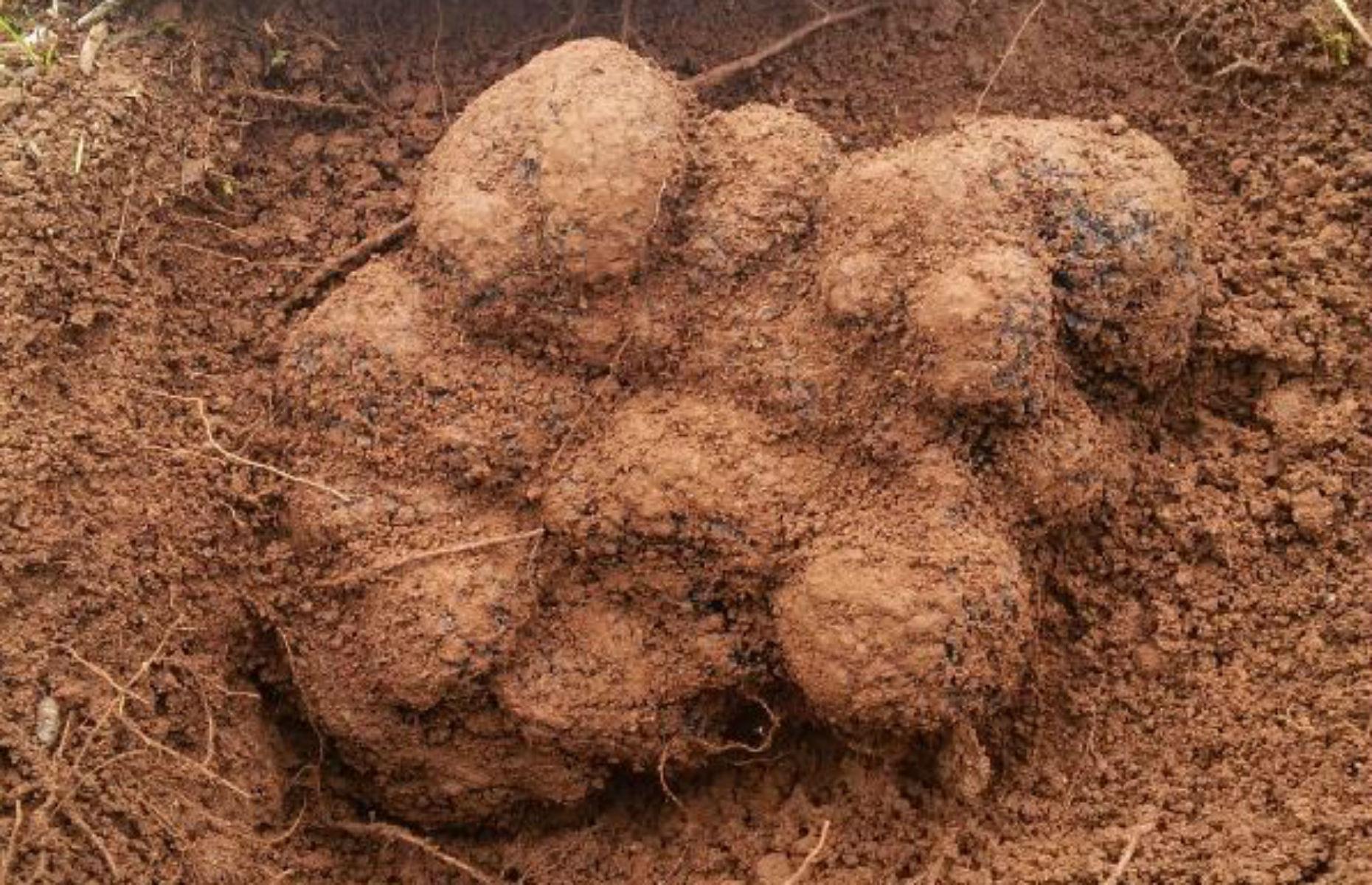 One of the world’s largest black truffles
