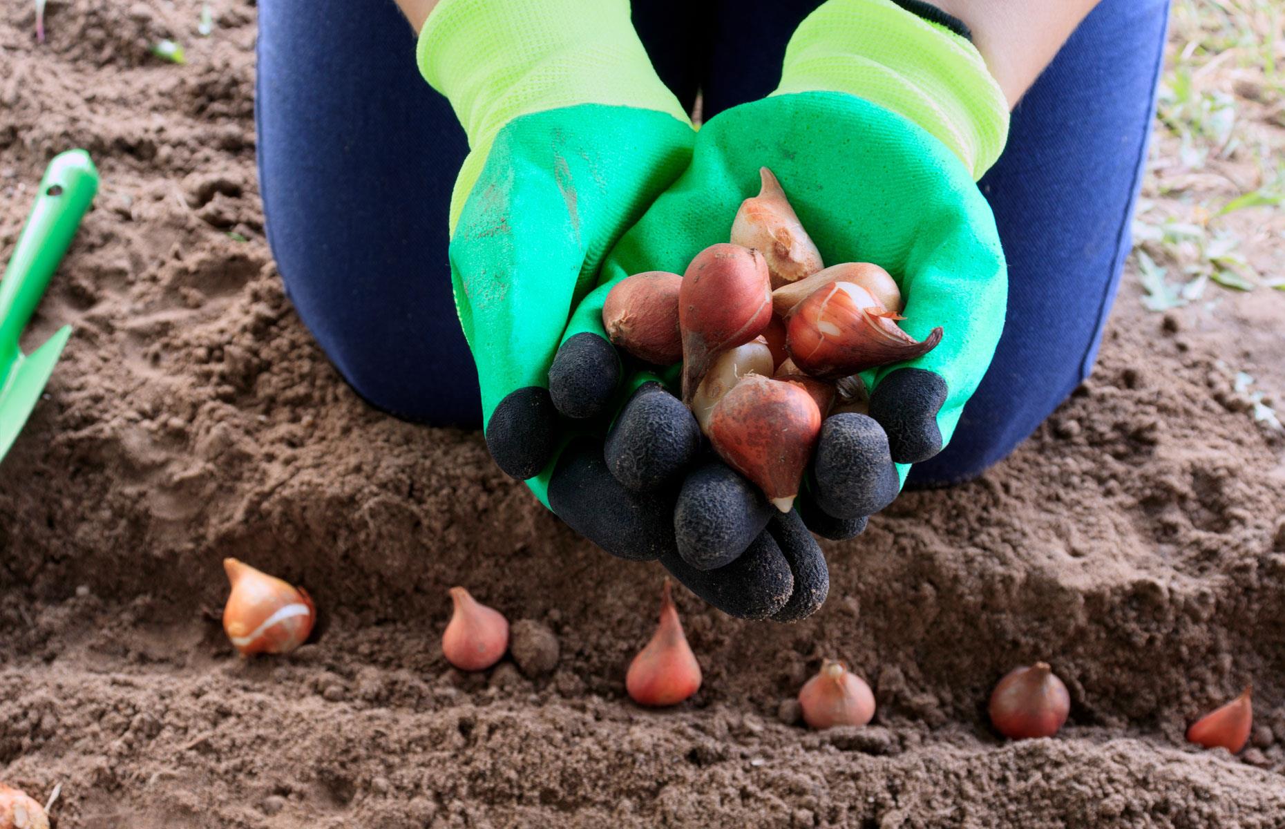 Netherlands: 70% of bulb and root imports