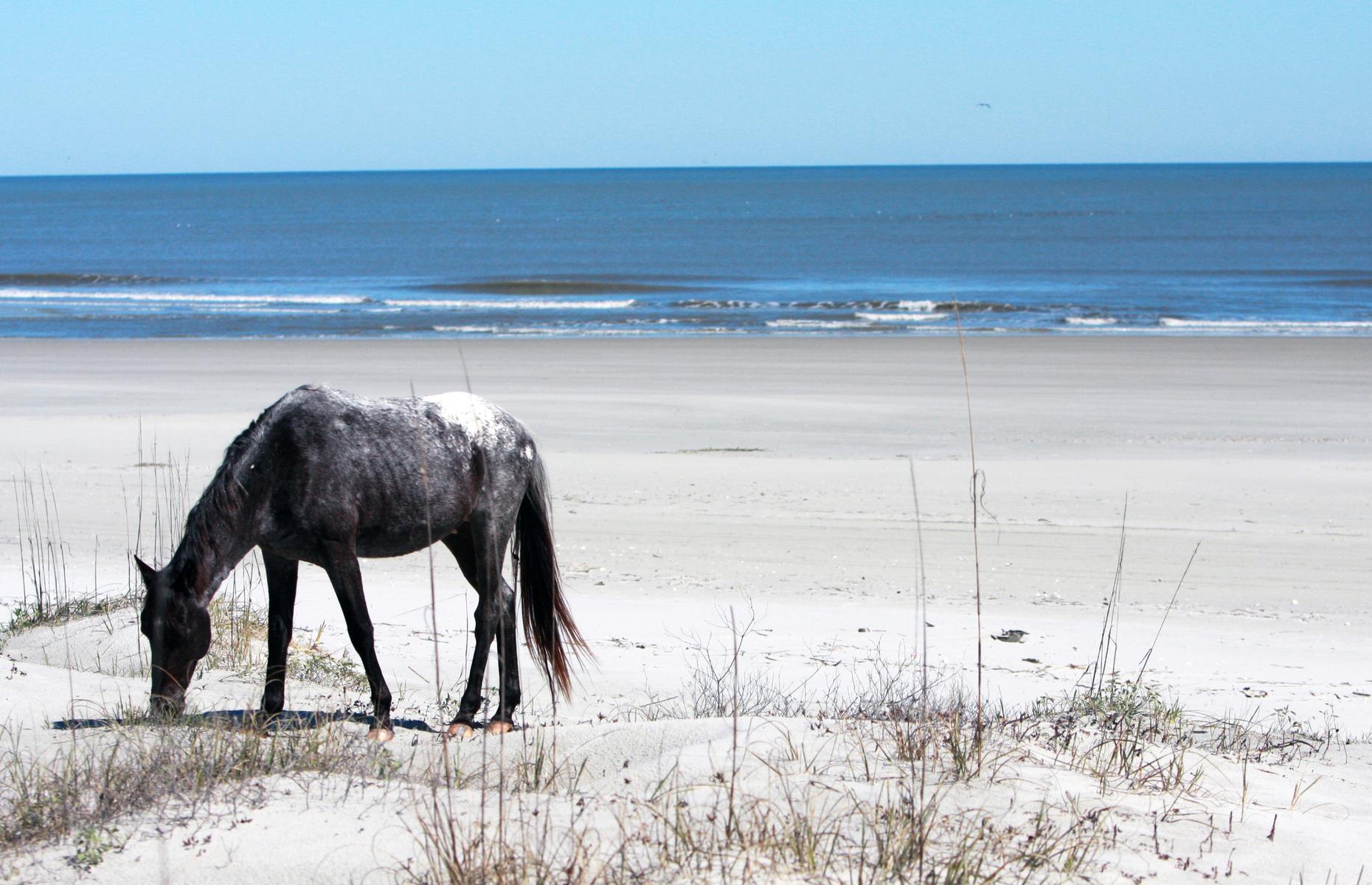 Cumberland Island, Georgia