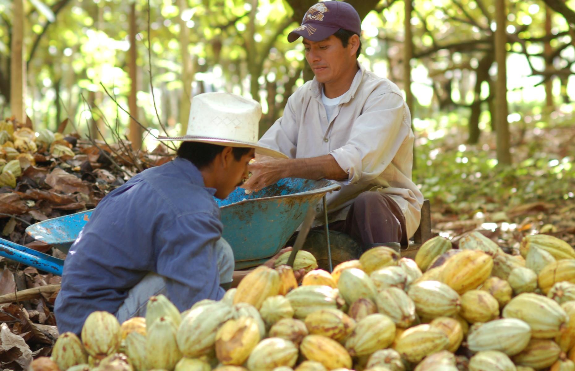 Sustainable chocolate
