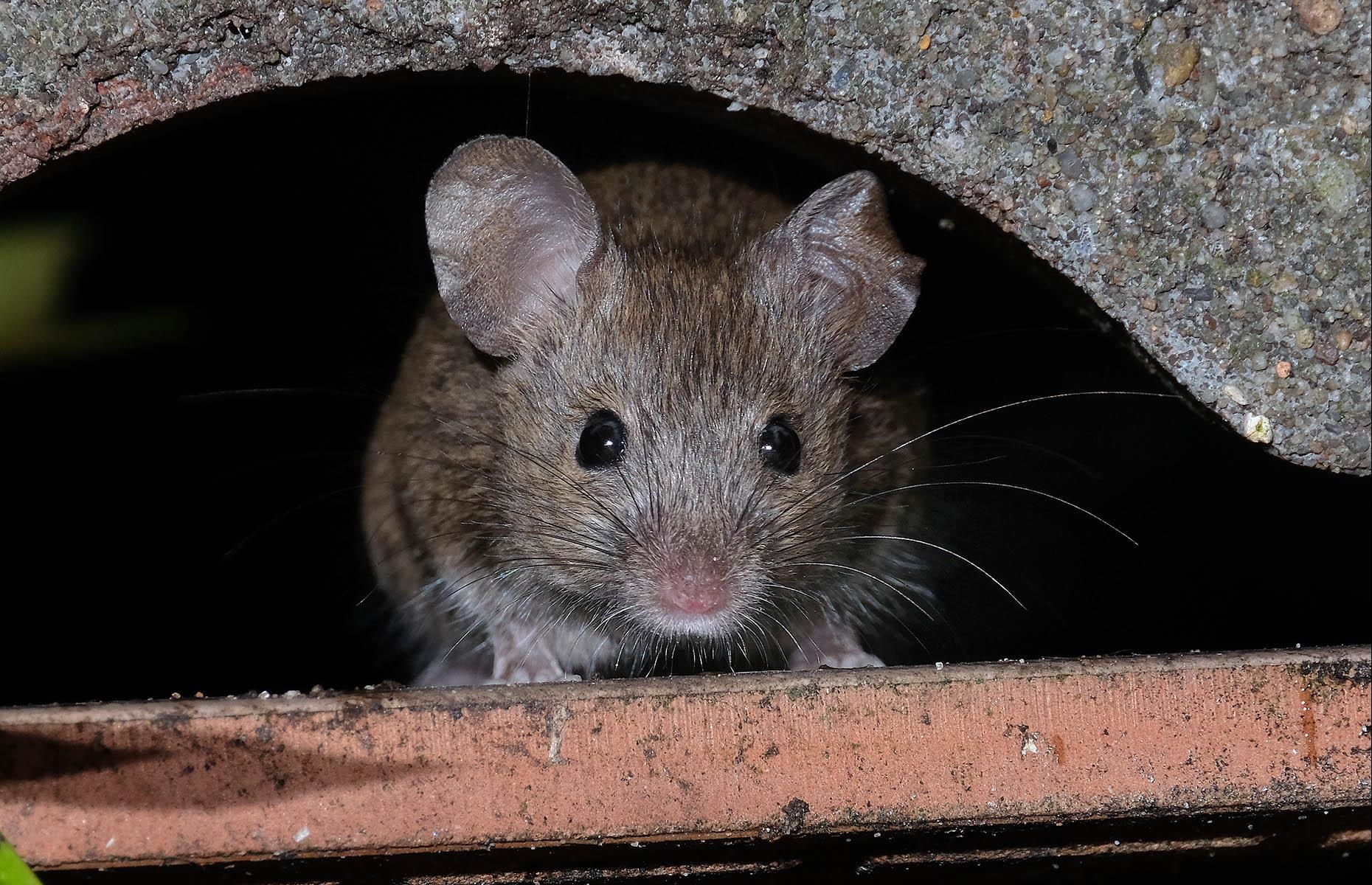 Garden pest: mice and rats