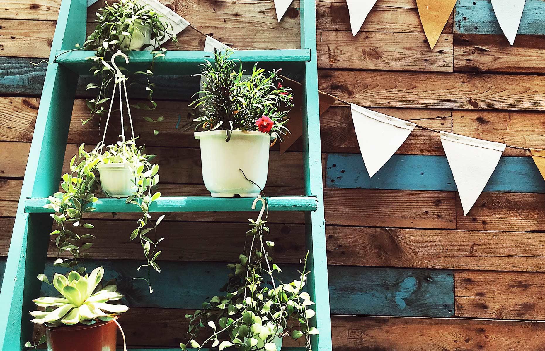 Display plants vertically