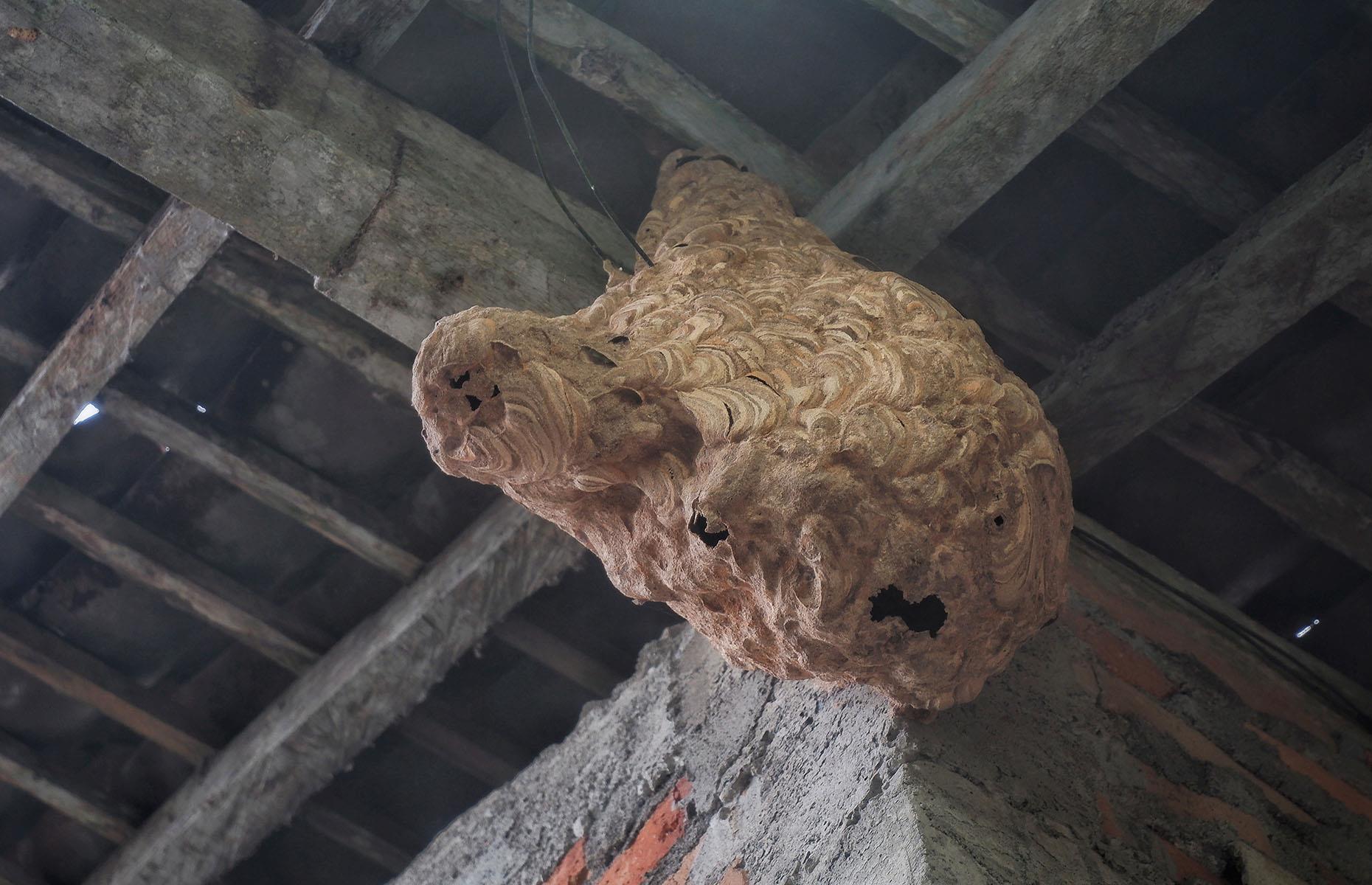 How to keep out Asian giant hornets