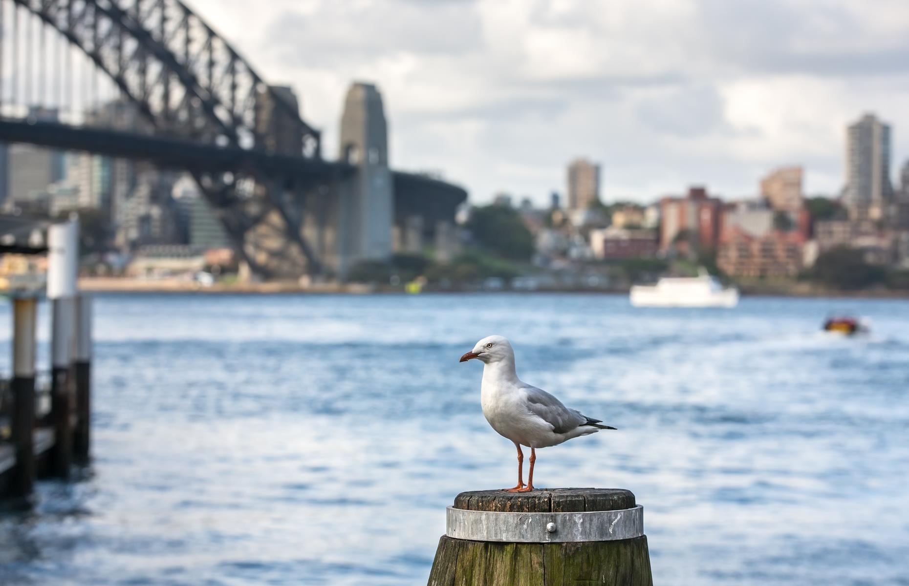 Sydney Harbour, New South Wales, Australia: Finding Nemo
